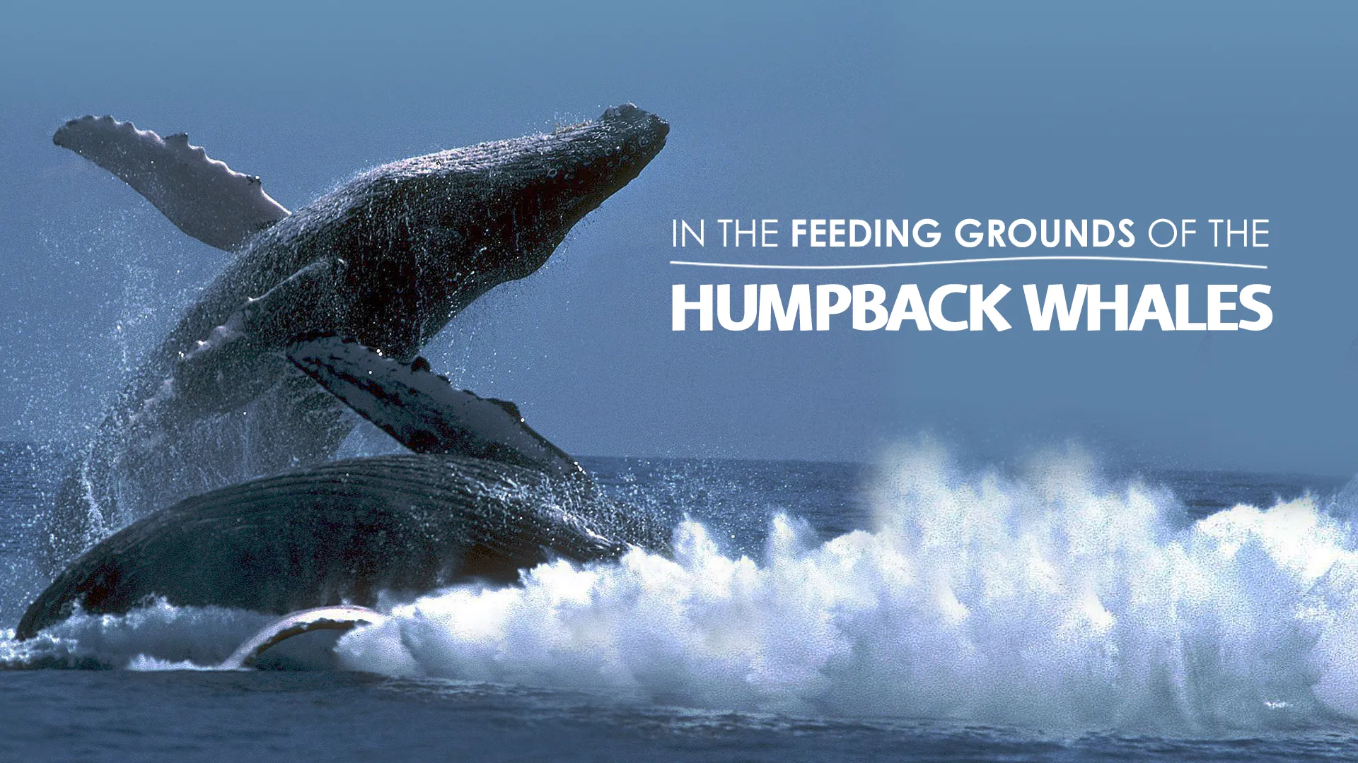The Fascinating World of the Humpback Whales