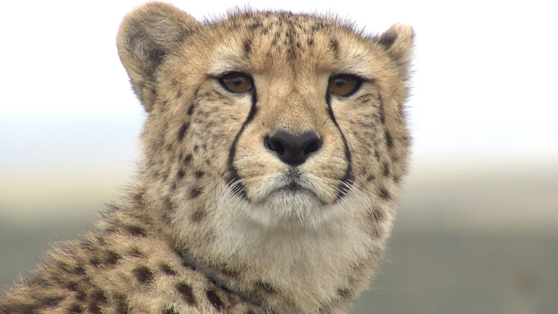 Wild Animals in South Africa: Rescue Centres Along the Garden Route