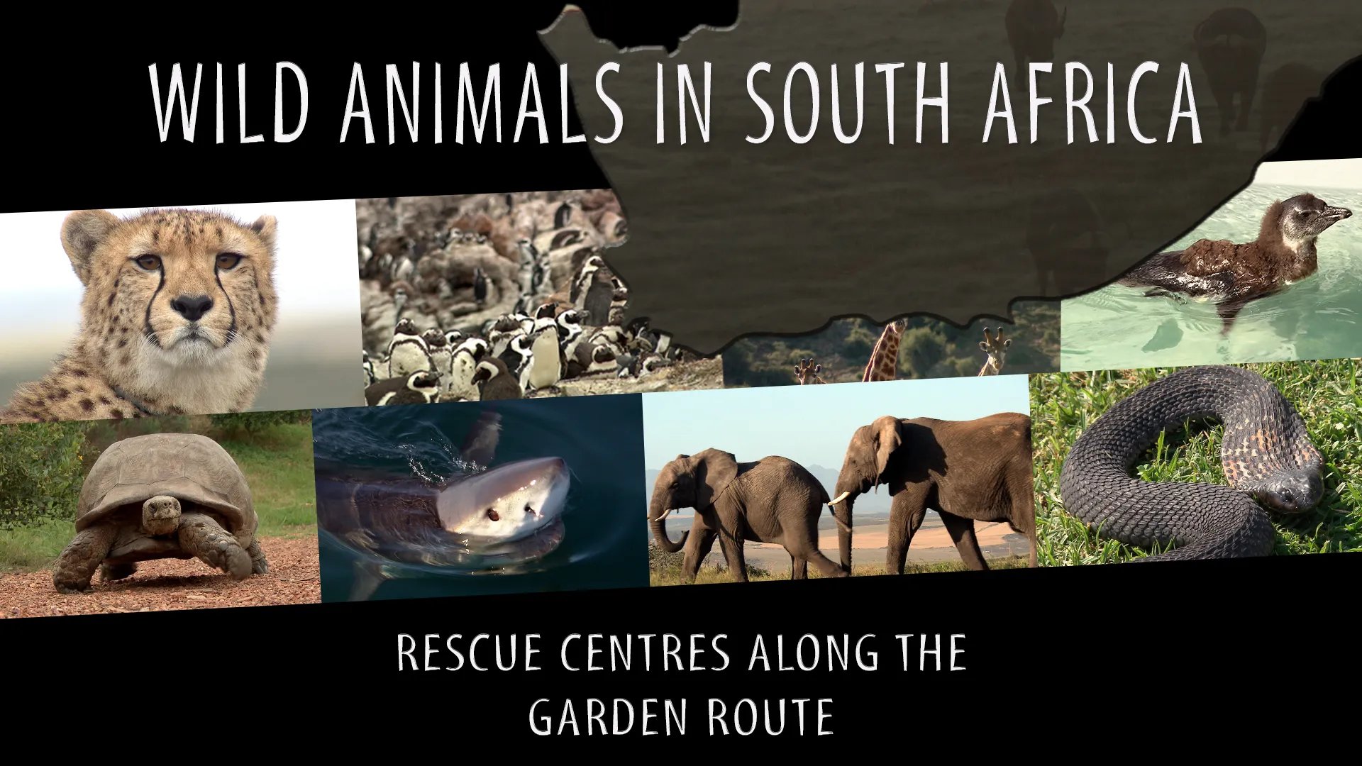 Wild Animals on the South African Garden Route