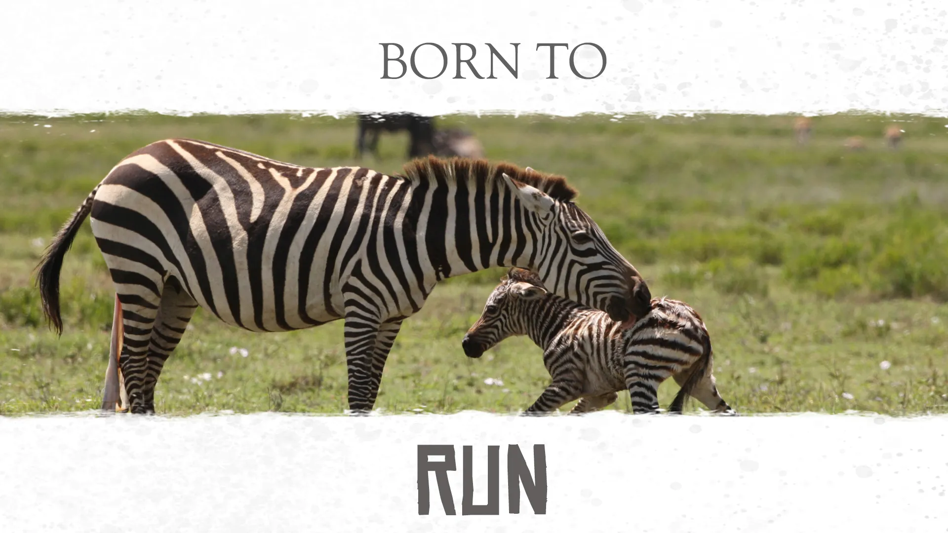 Amazing Nature: Run to Survive