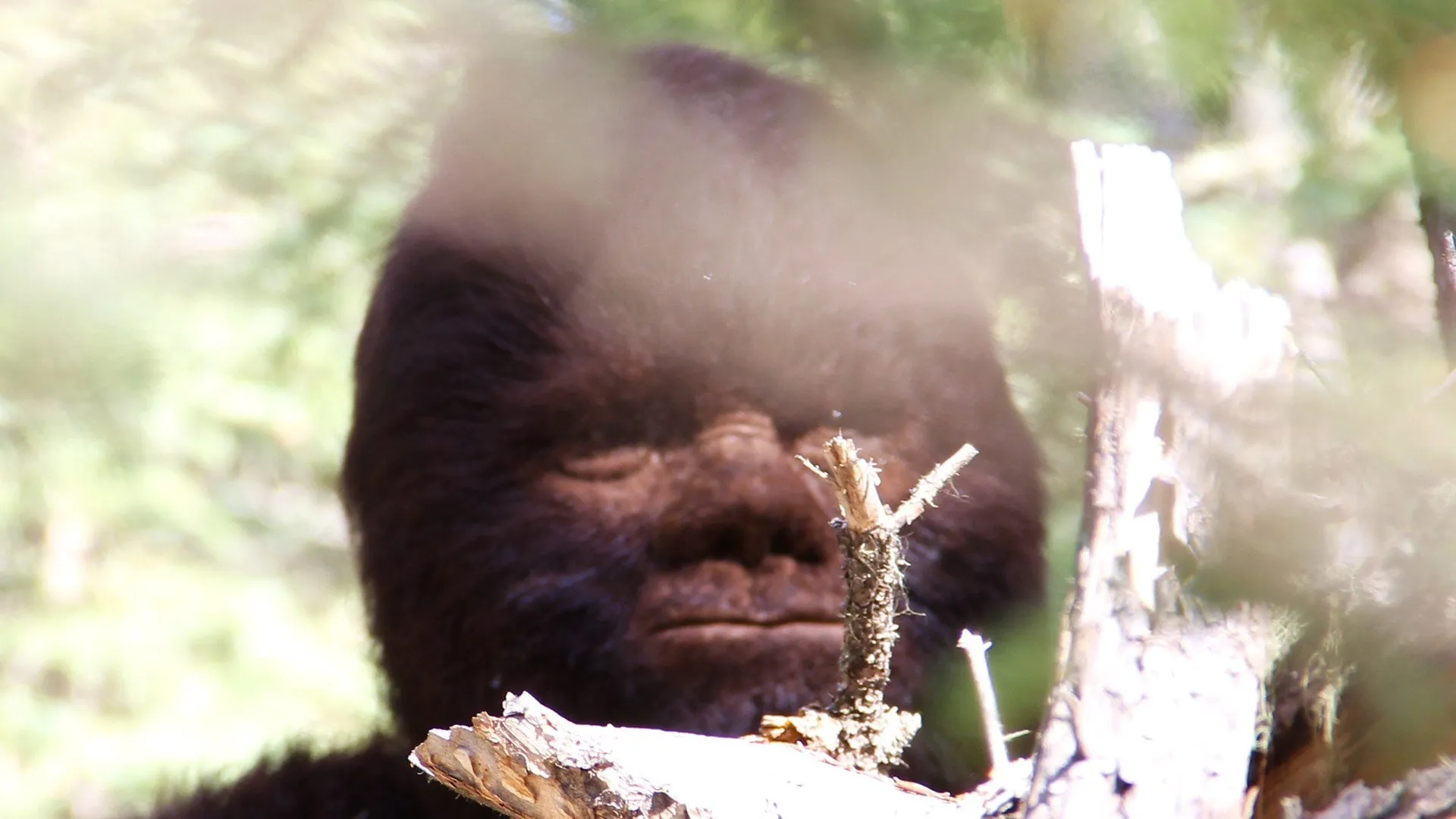 Discovering Bigfoot