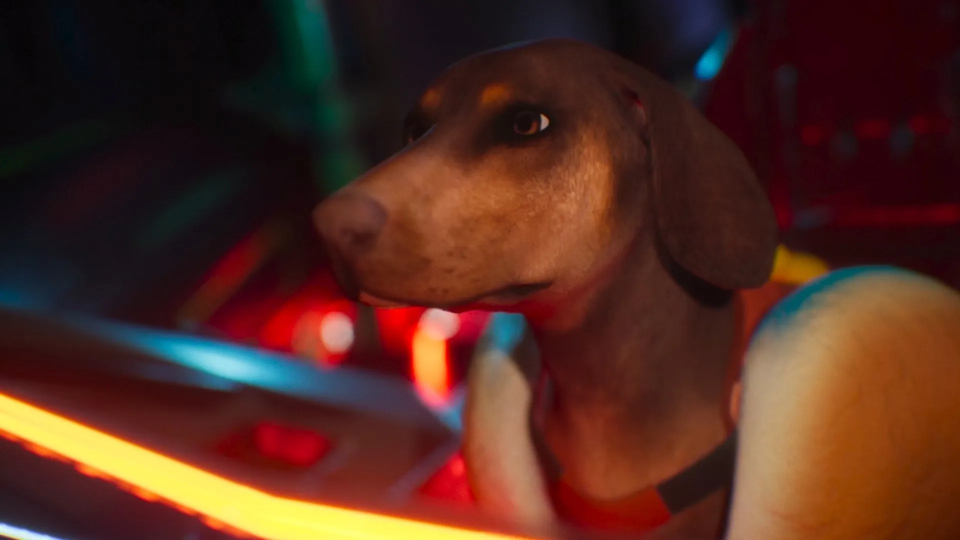 Wonder Dogs