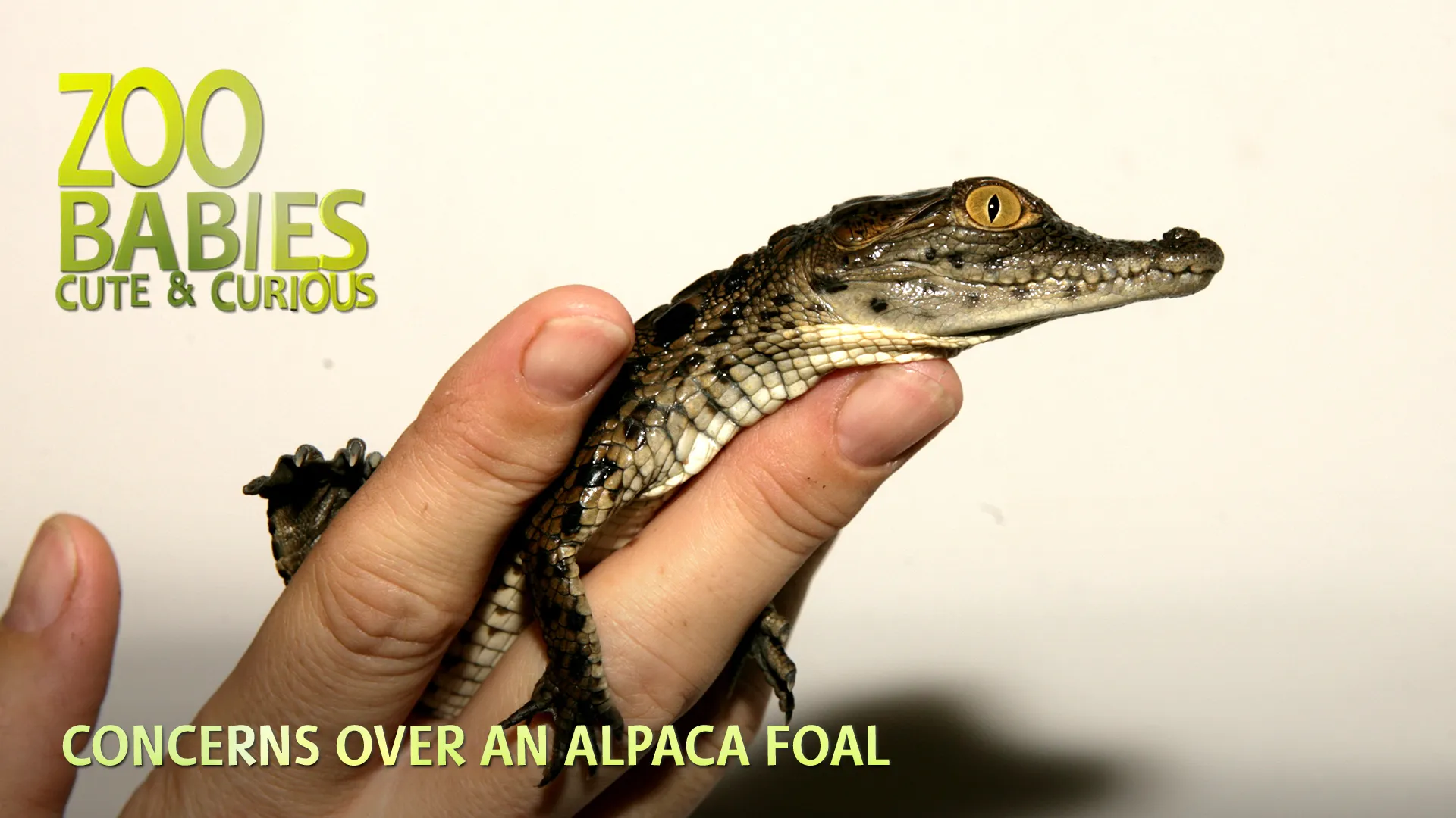 Zoo Babies: Cute and Curious