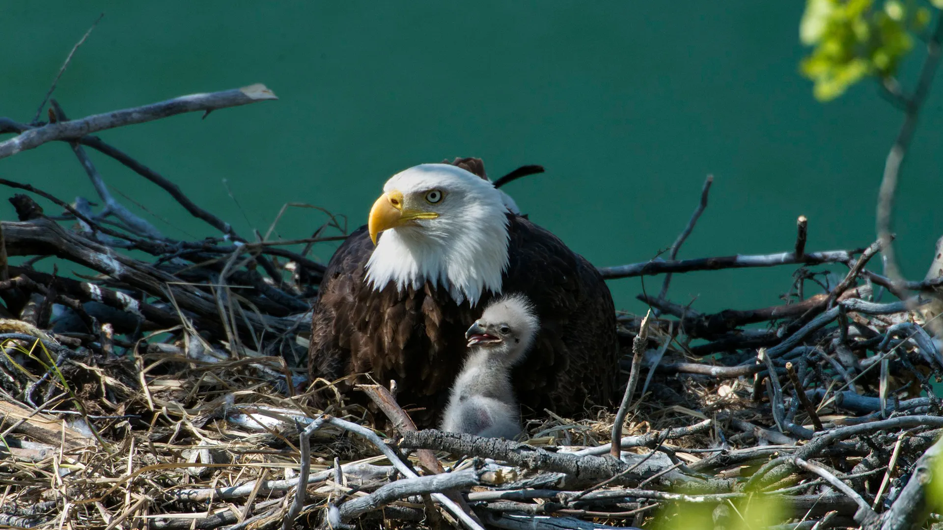 Eagles - Kings of the Skies