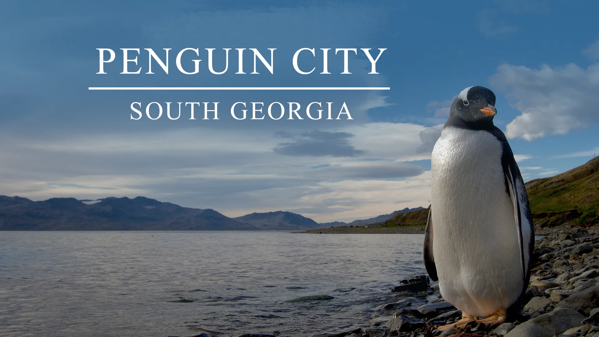 South Georgia - Island of the Penguins