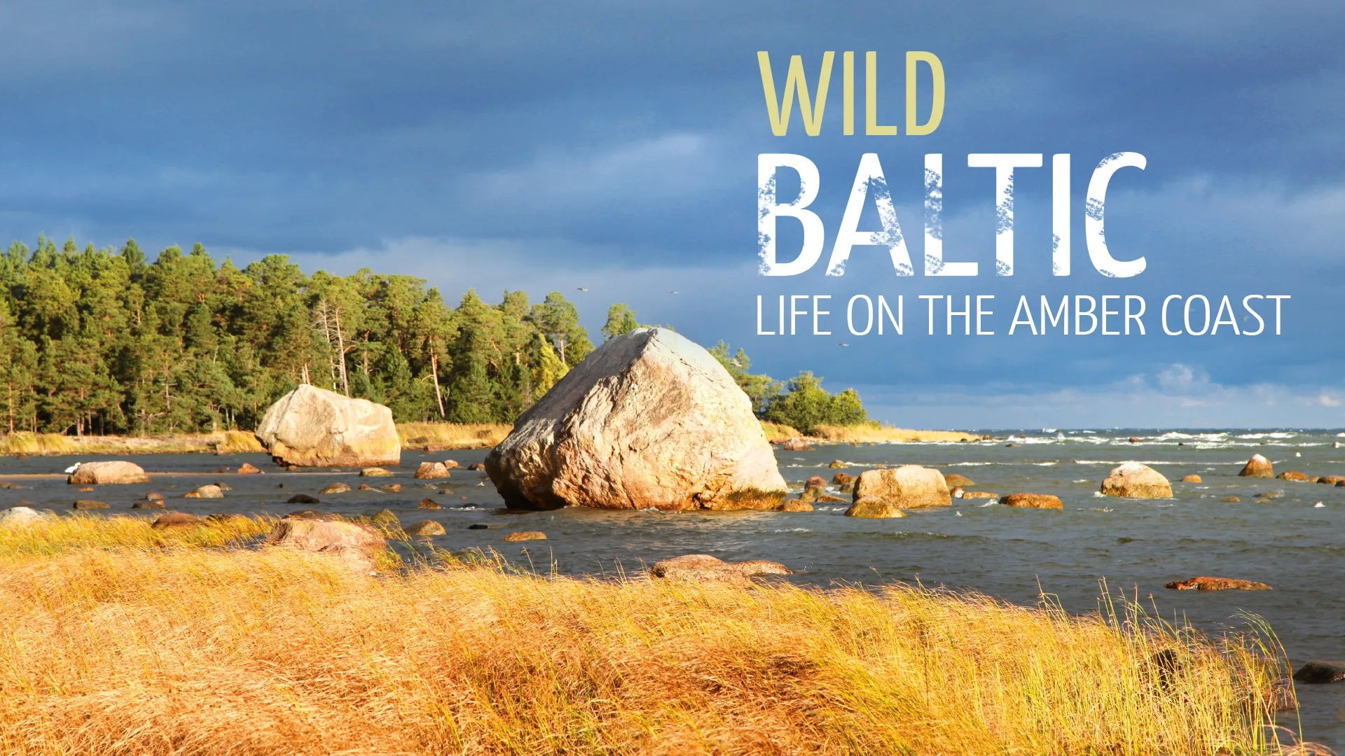 Wild Baltic