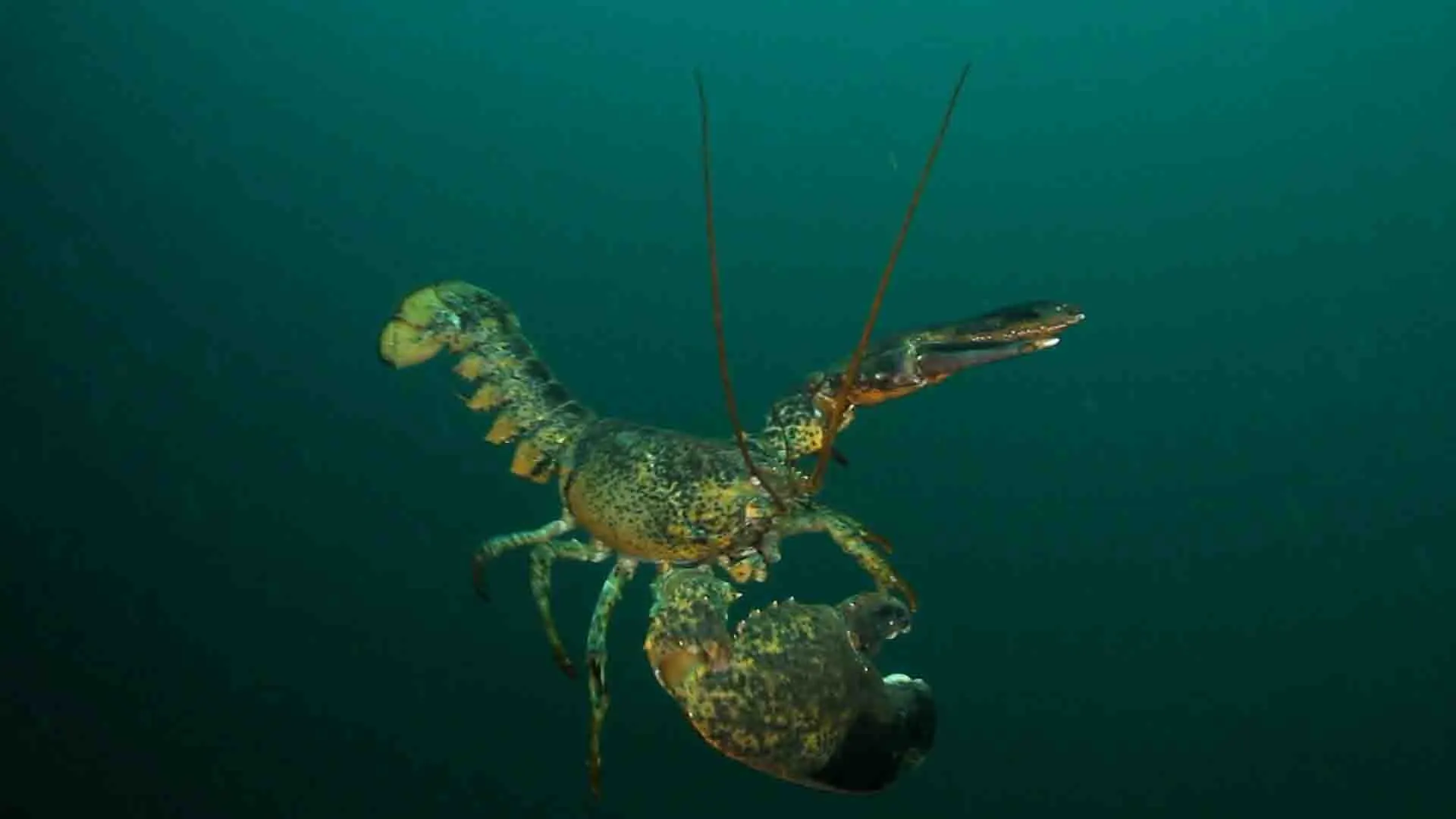 Lobsters