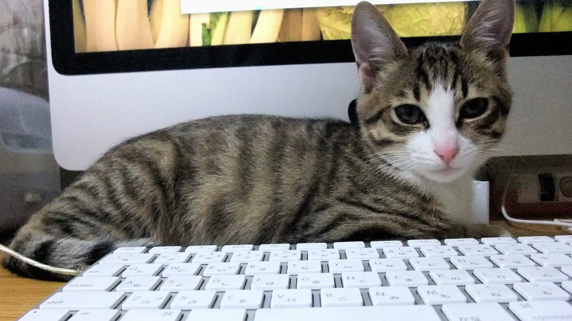 The Paw Project