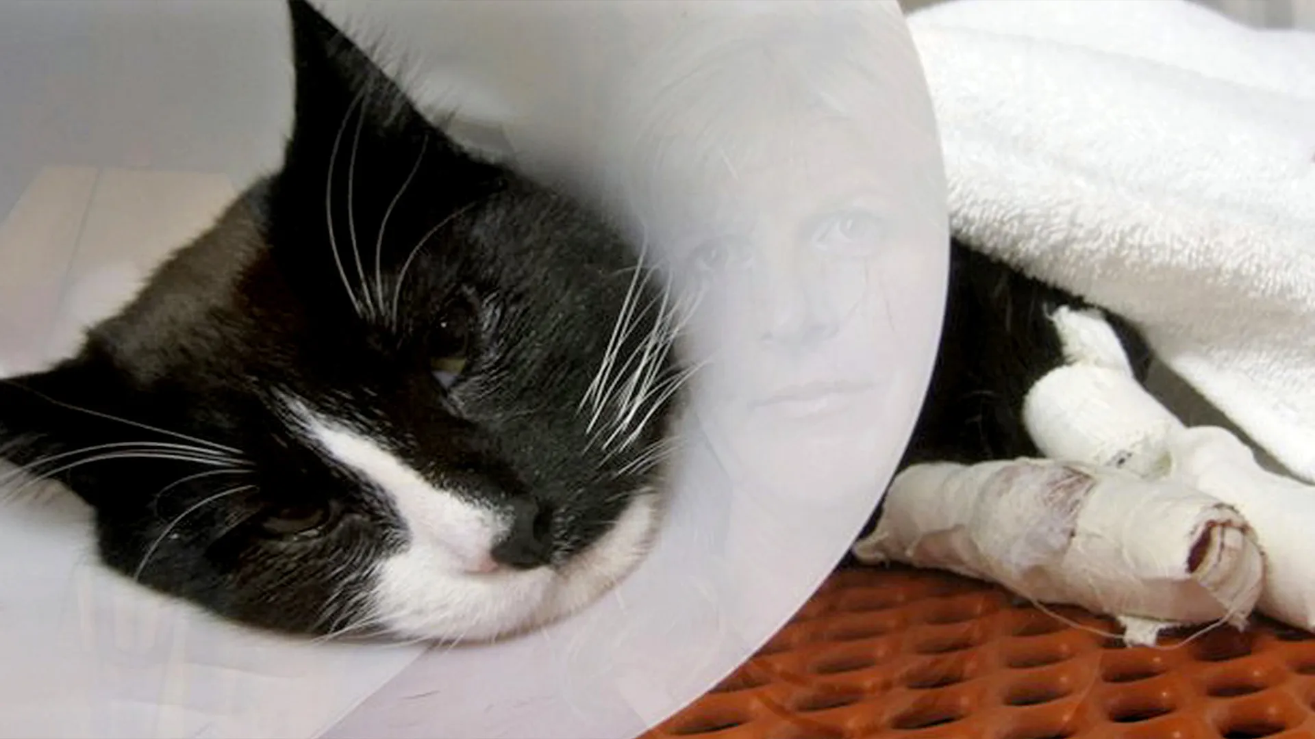 The Paw Project