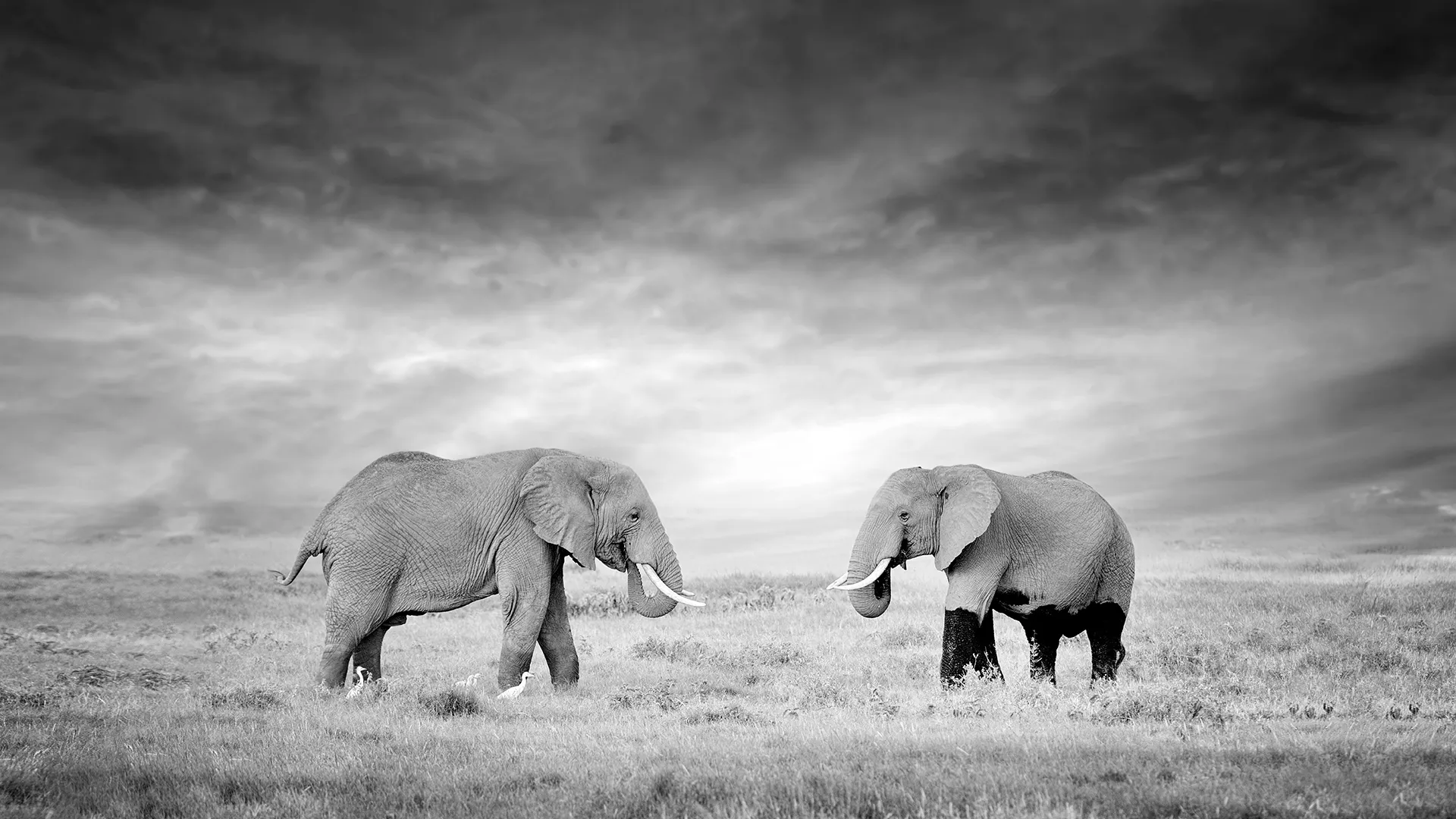 Animals Like Us