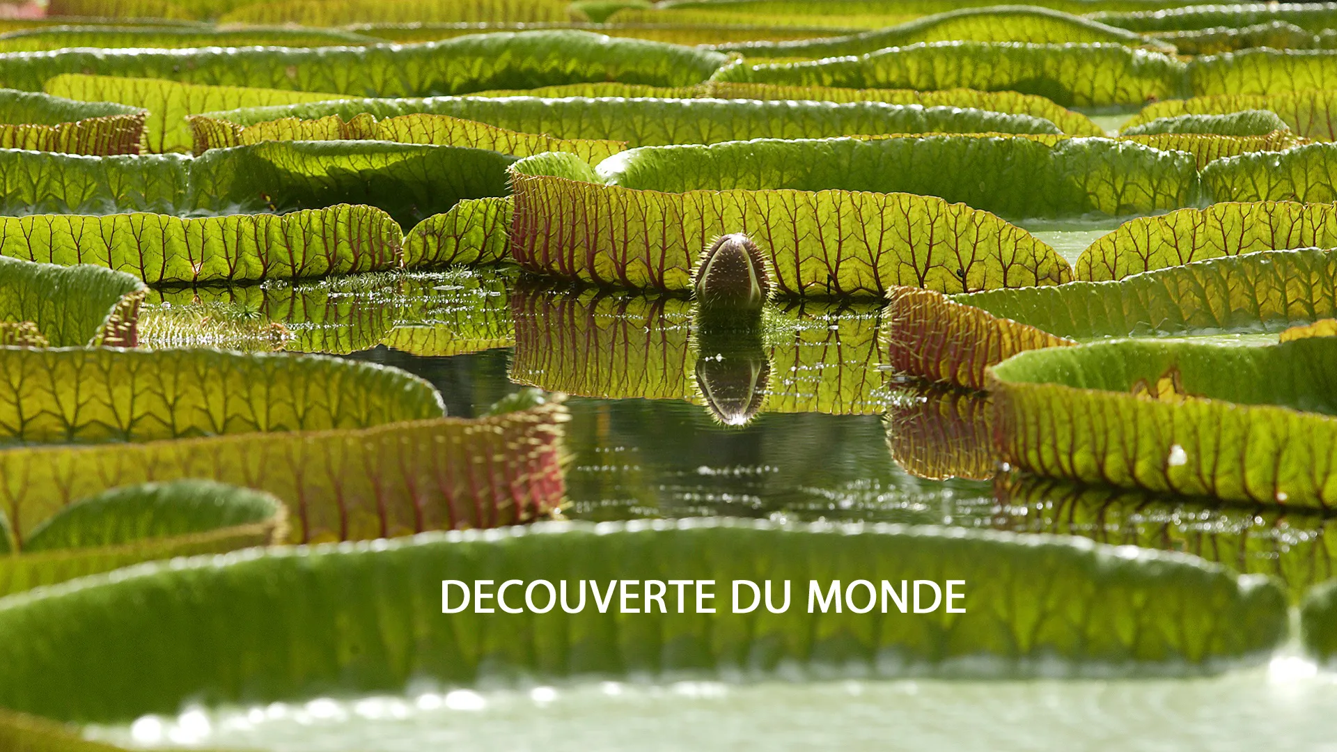 Découvertes du monde