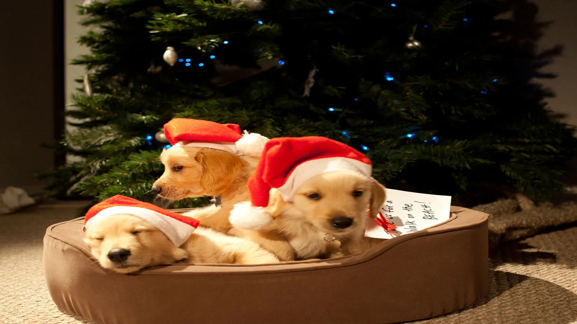 Un Noël câlin