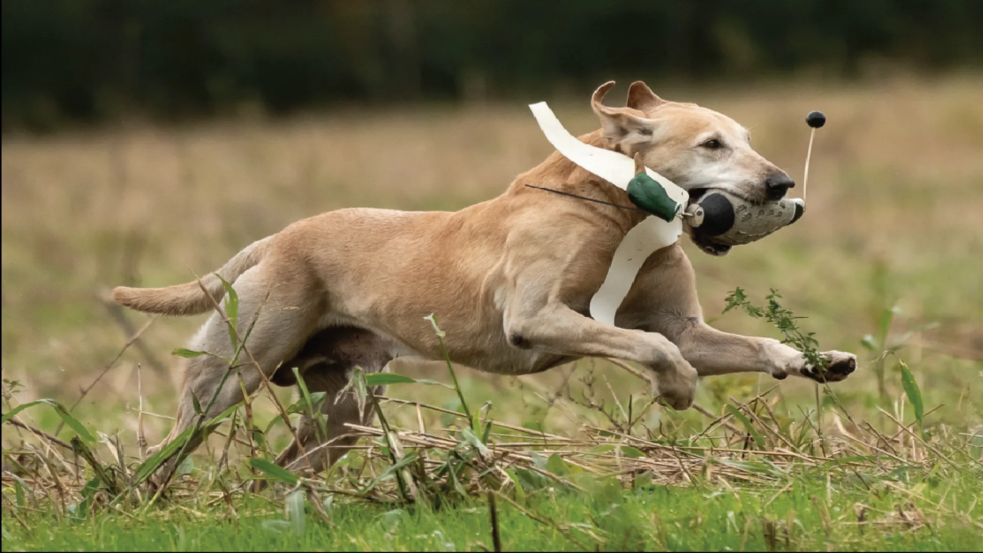 The Super Retriever Series Crown Championship