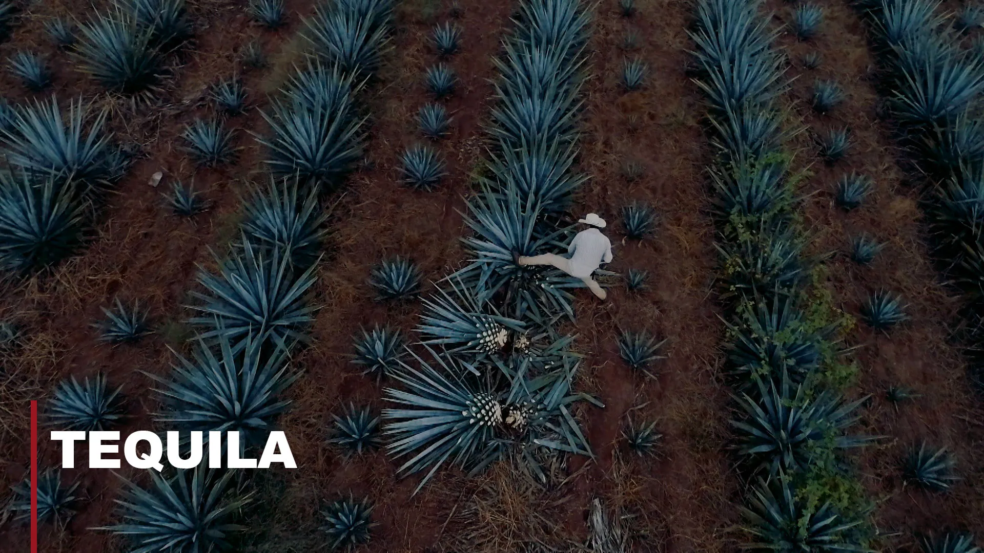 Tequila