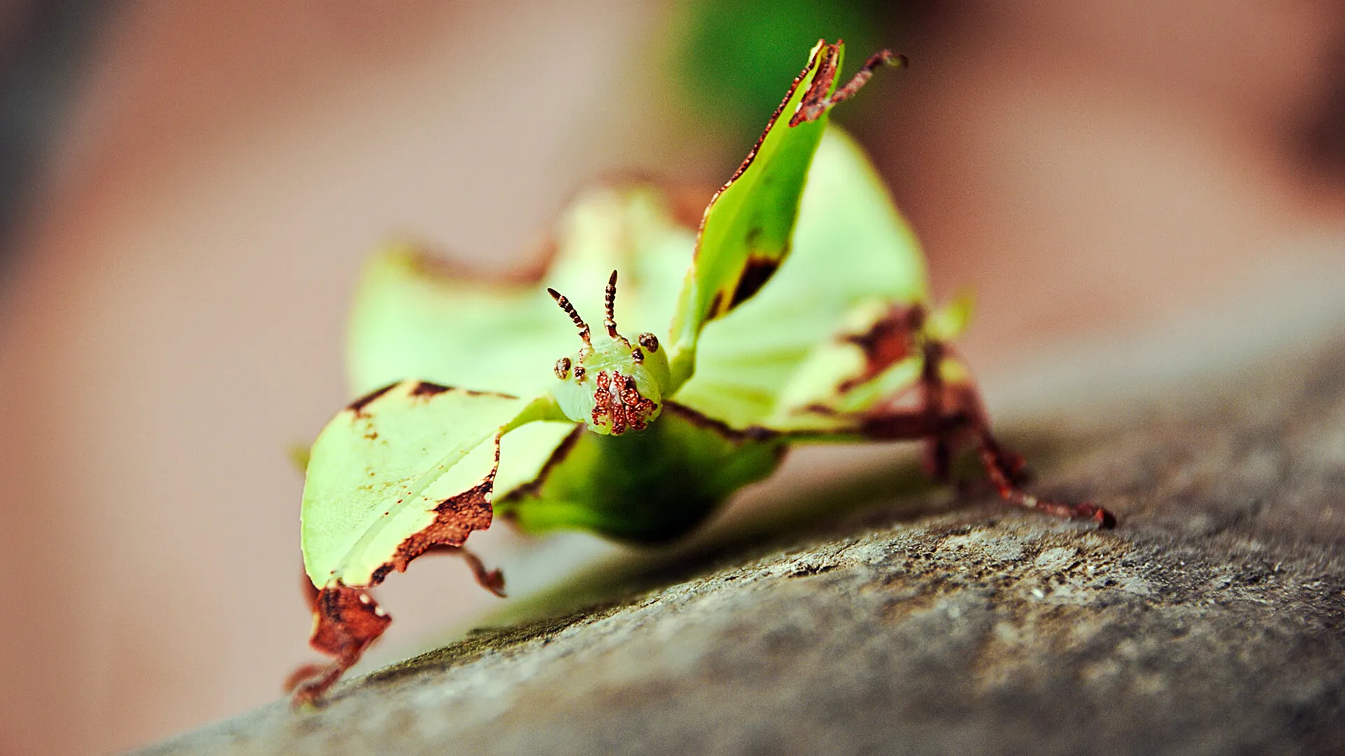 Little Matters: Insects