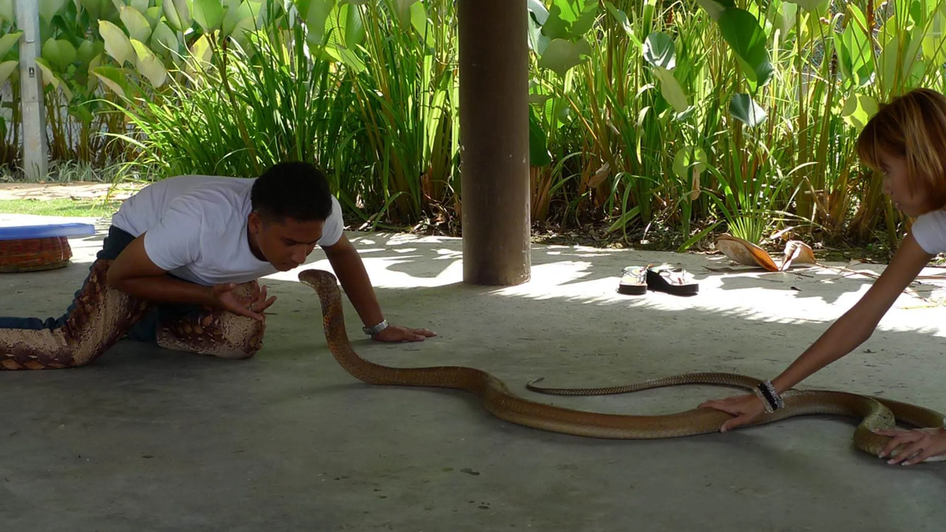 Face aux serpents tueurs