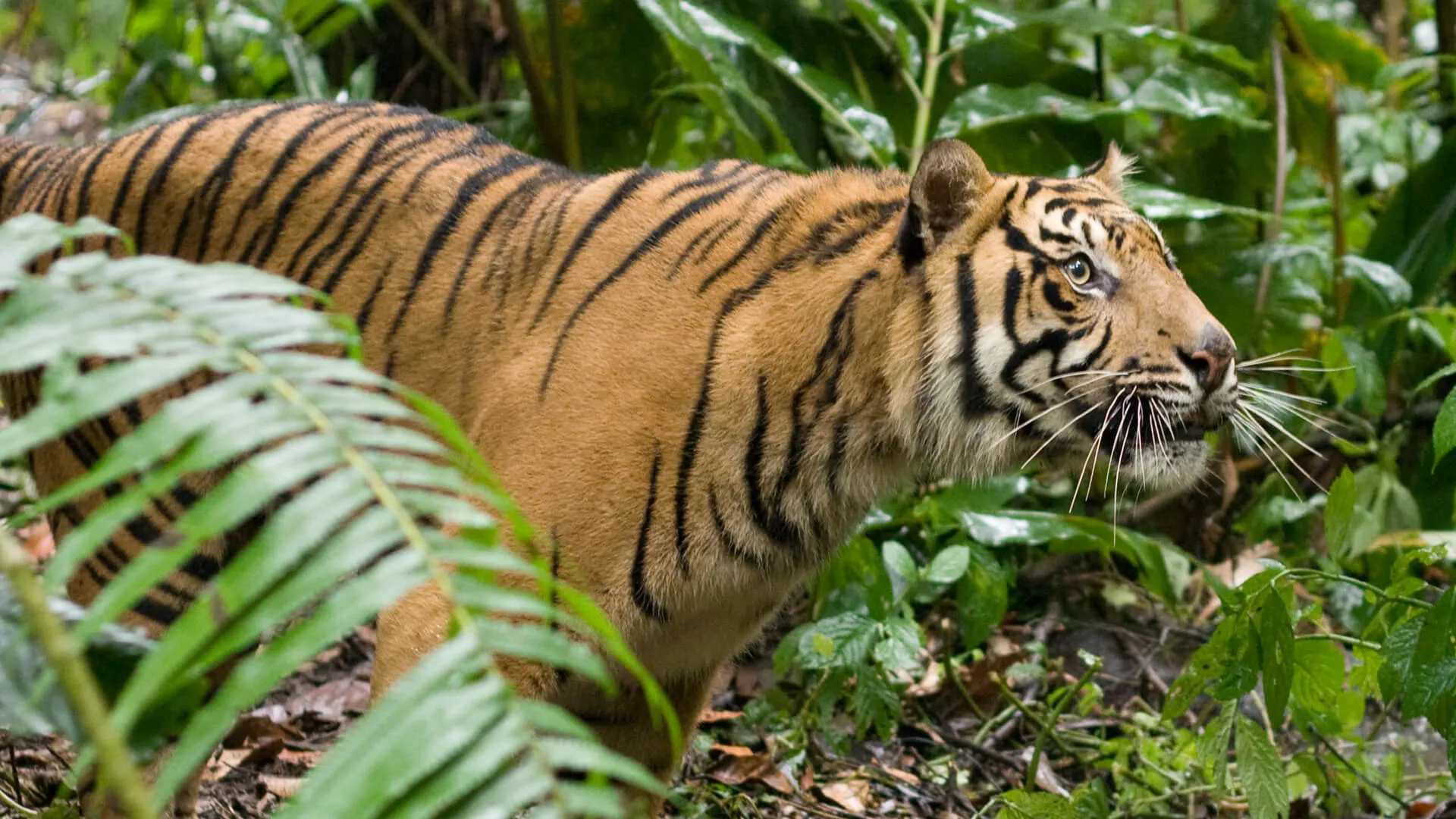 Les derniers tigres de Sumatra