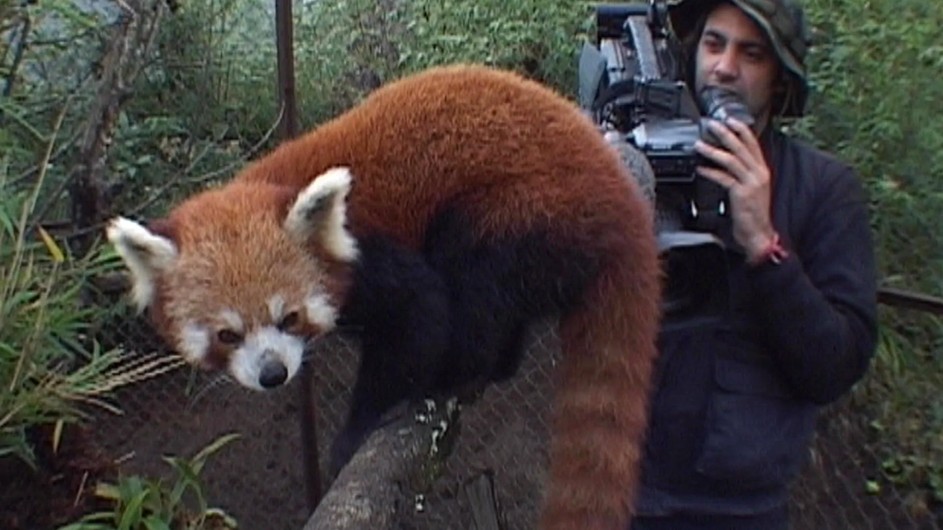 Les petits pandas de l'Himalaya