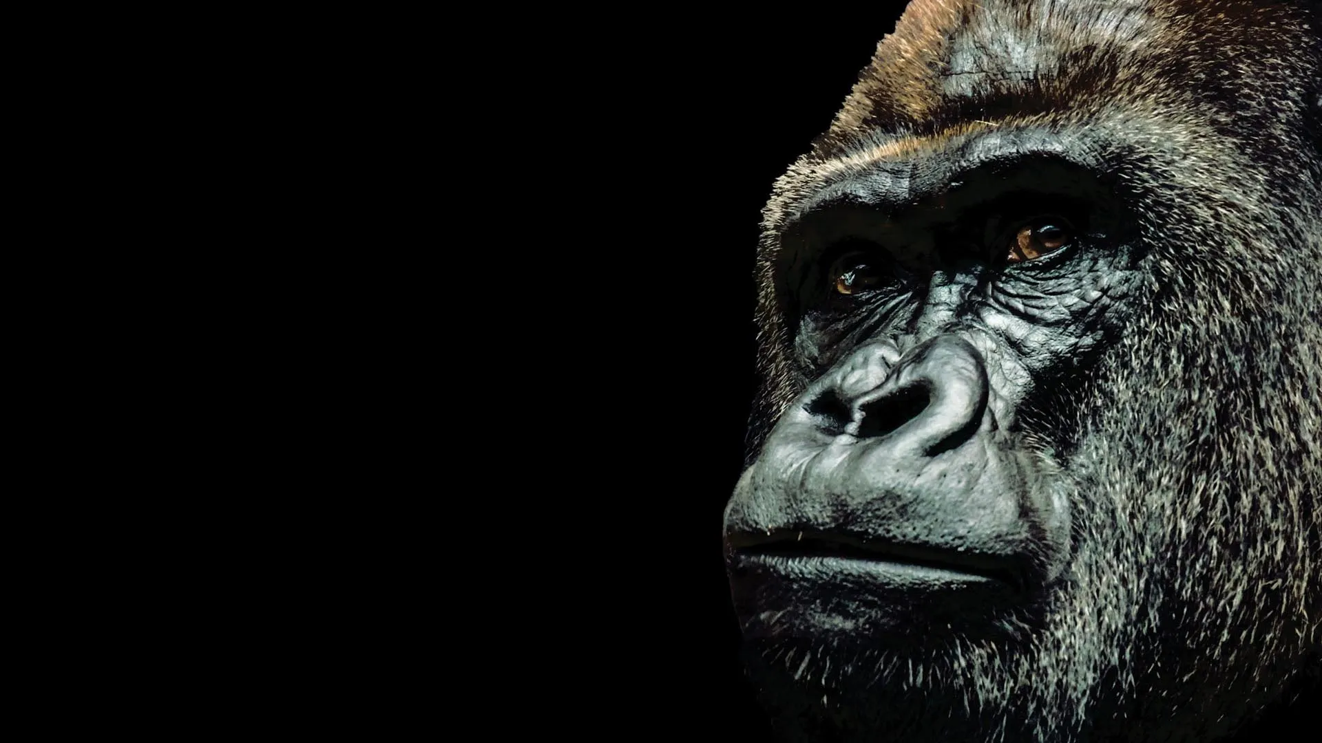Tierra de Primates