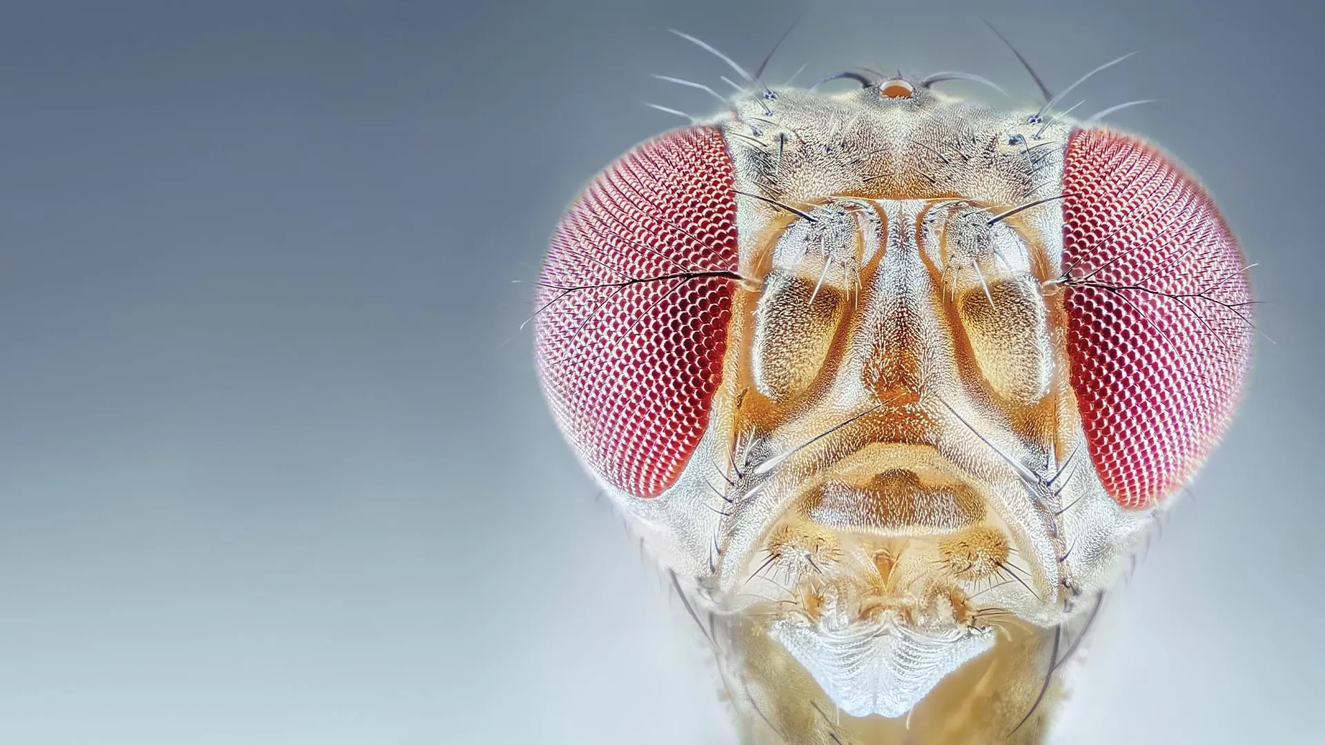 Mundos Macro