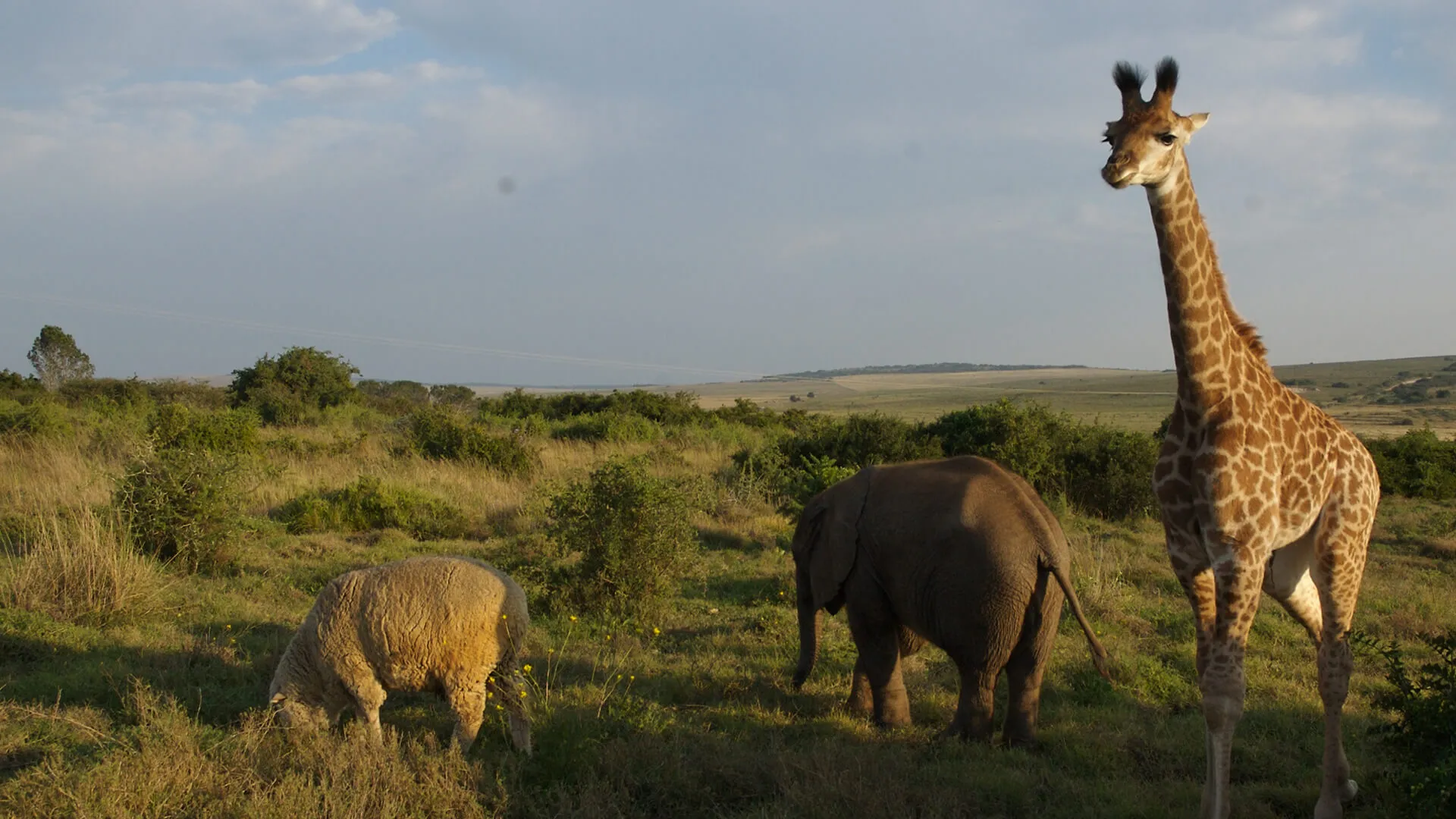 Wild & Woolly: An Elephant And His Sheep