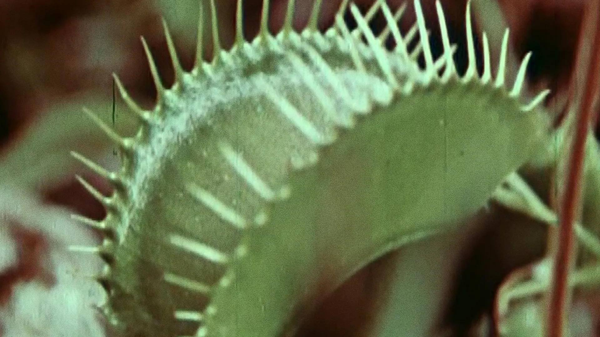 RiffTrax Short: Carnivorous Plants