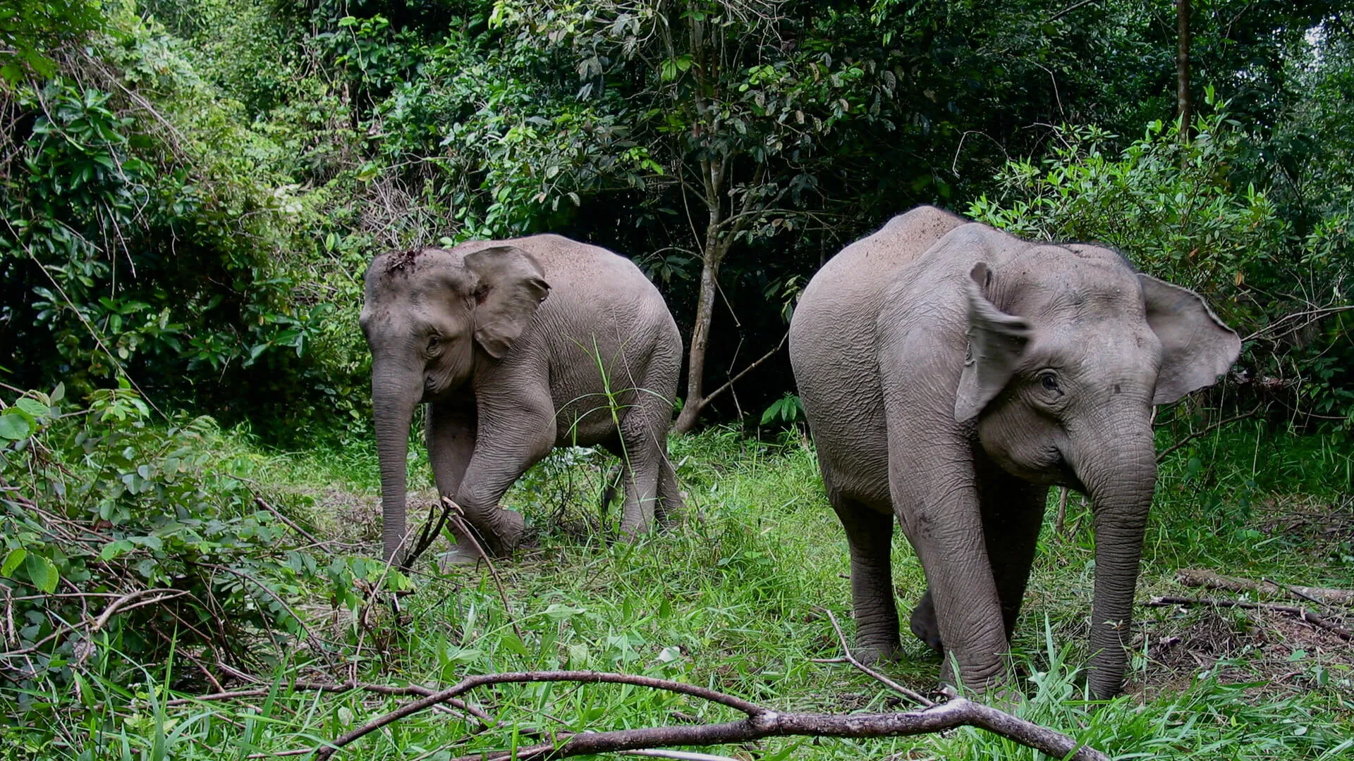 Borneo's Pygmy Elephants