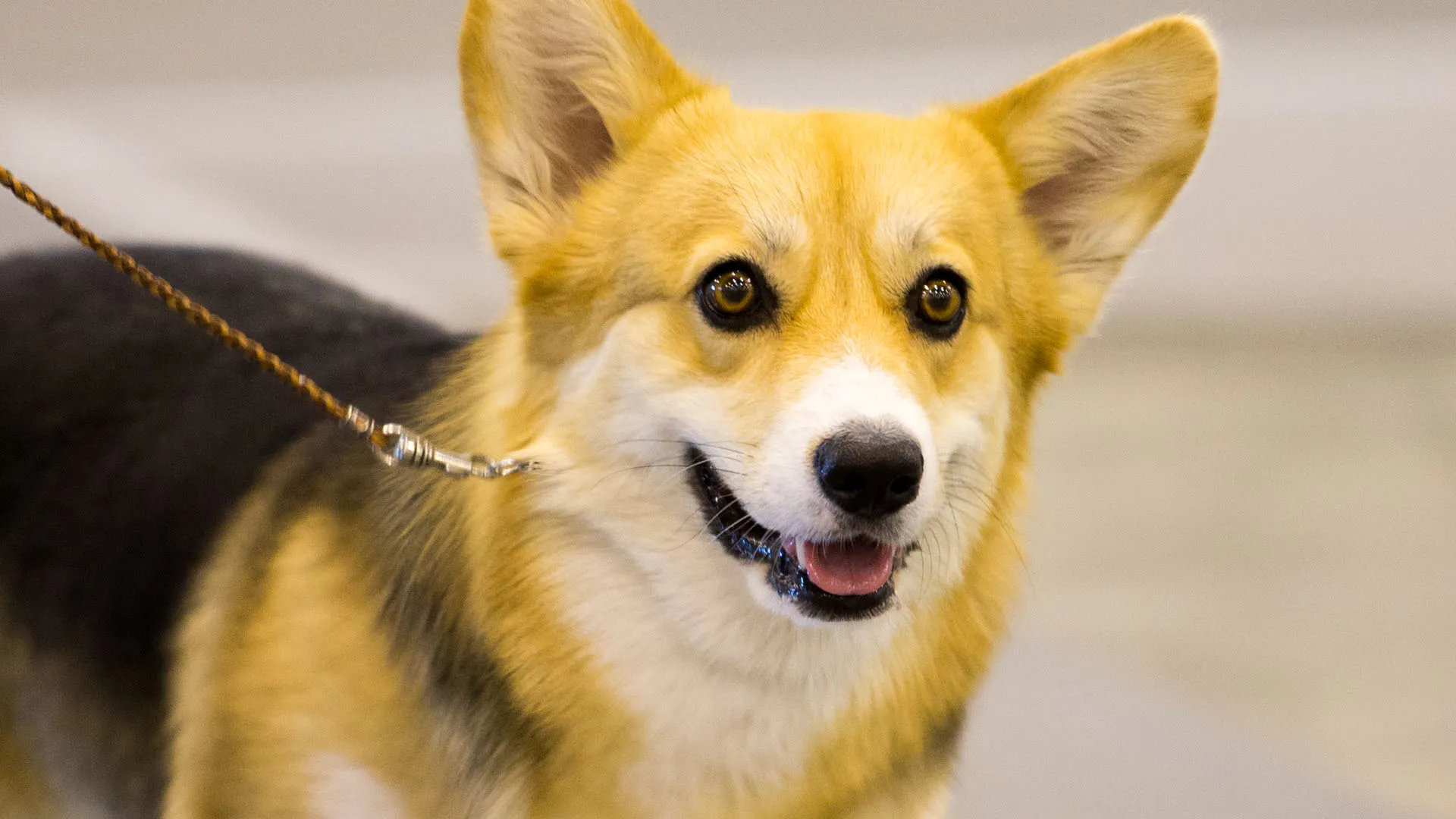 2019 AKC National All-Breed Puppy and Junior Stakes
