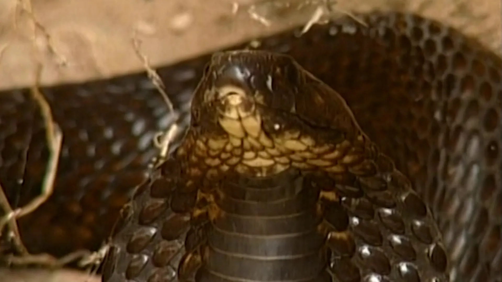 Animaux du désert : Le Cobra FR