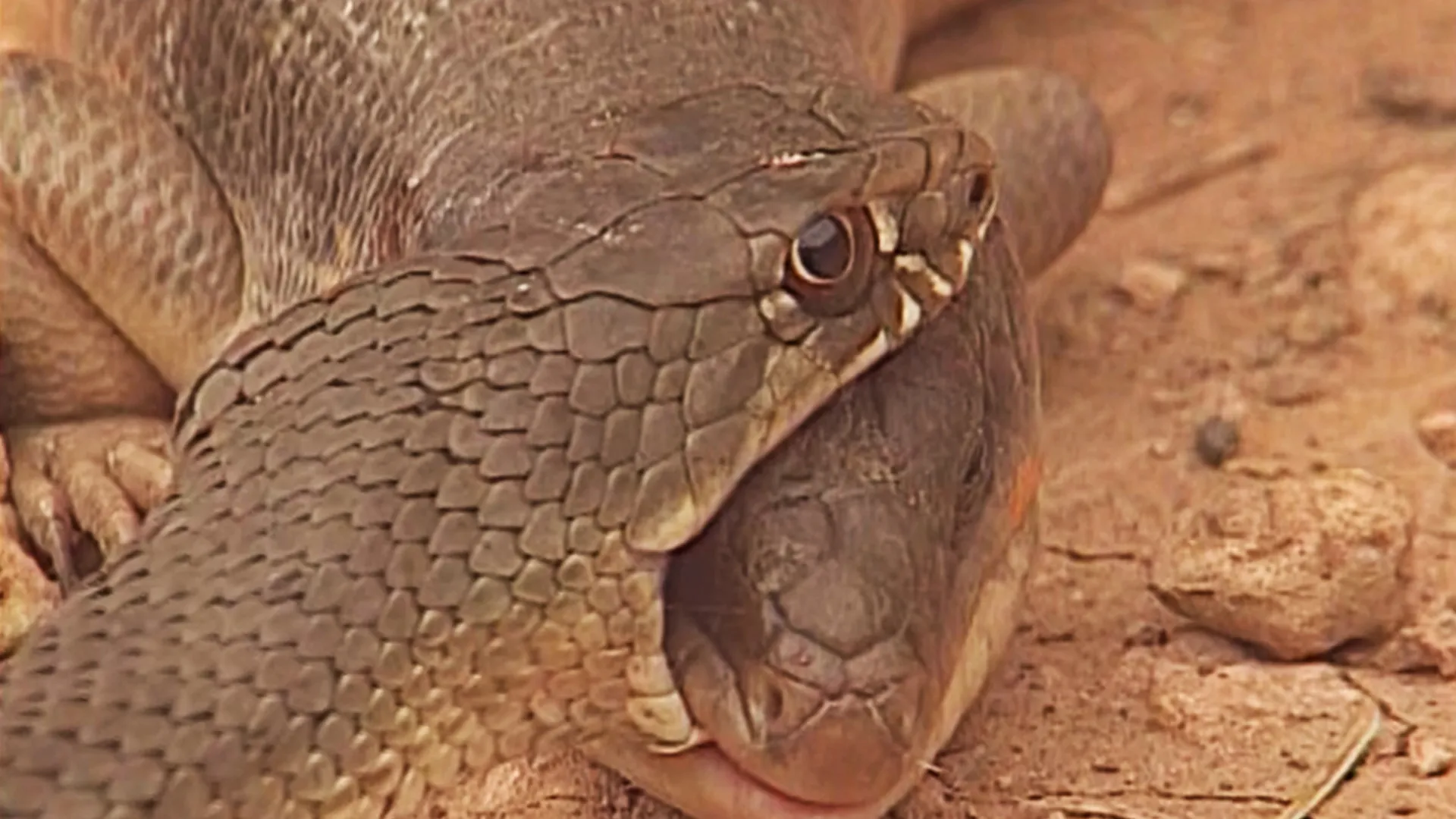 Animaux du désert : Reptiles et Cobras