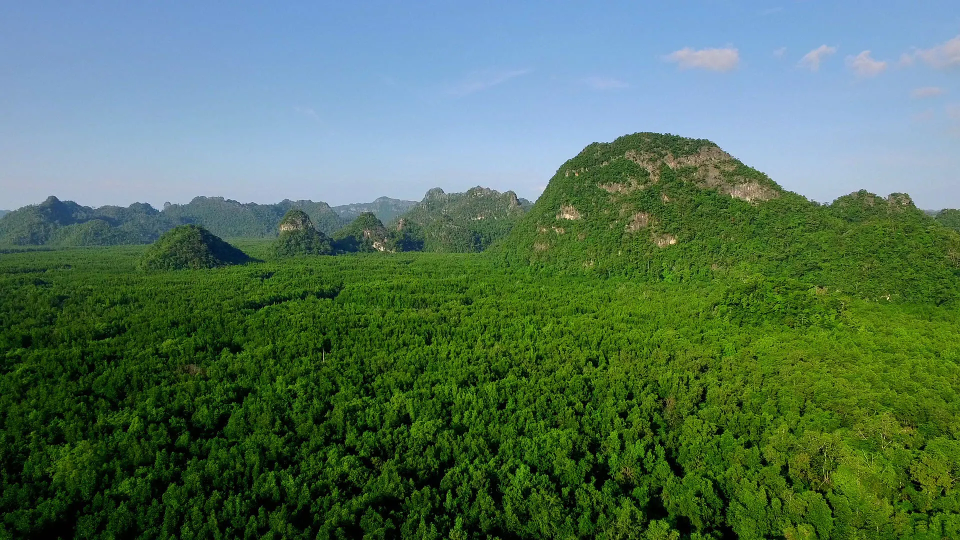 Los bosques olvidados de Malasia
