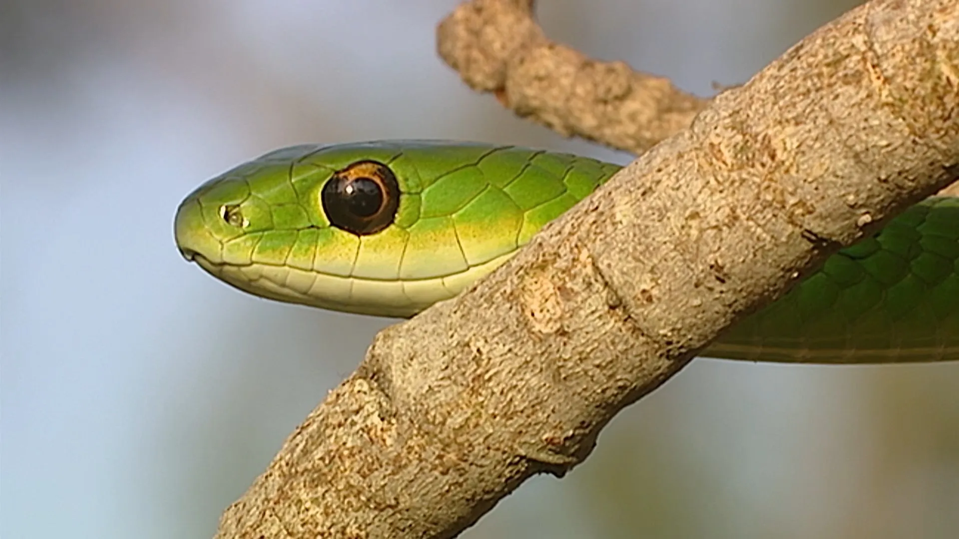 Conflits dans la nature