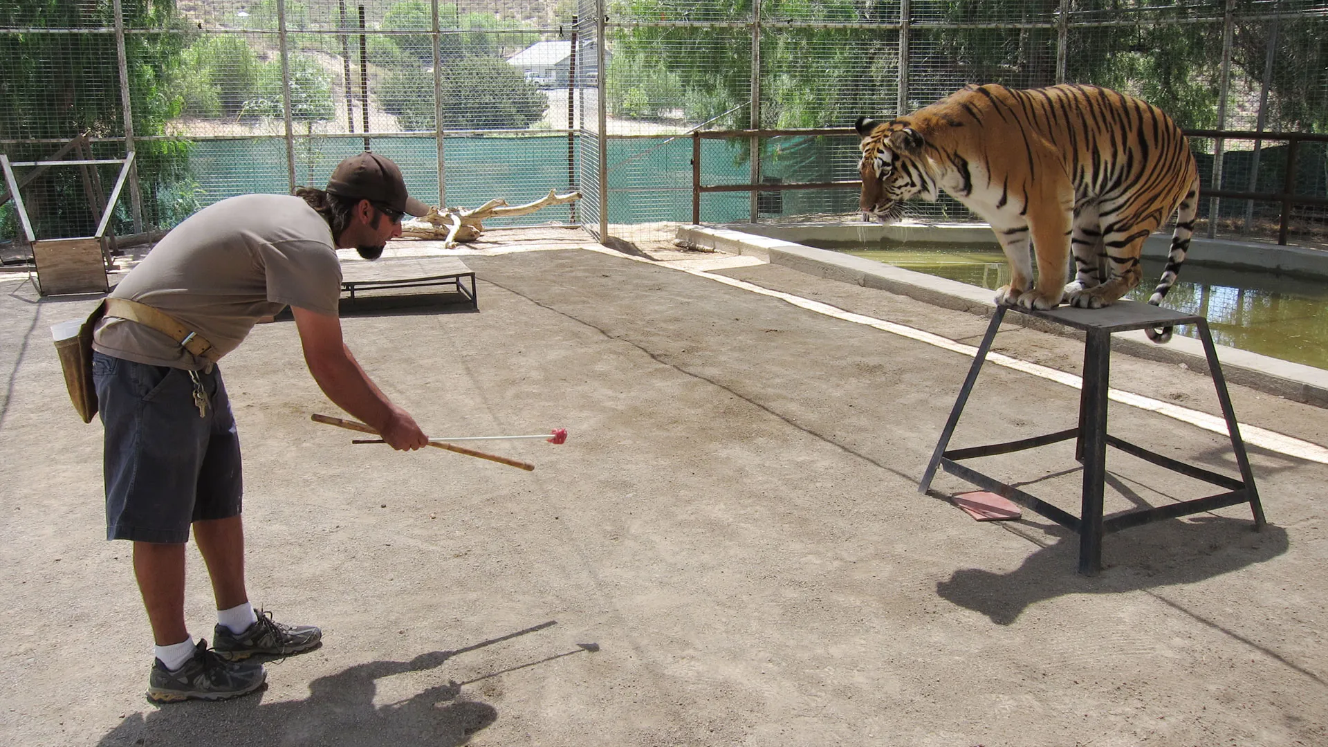 The American Tiger