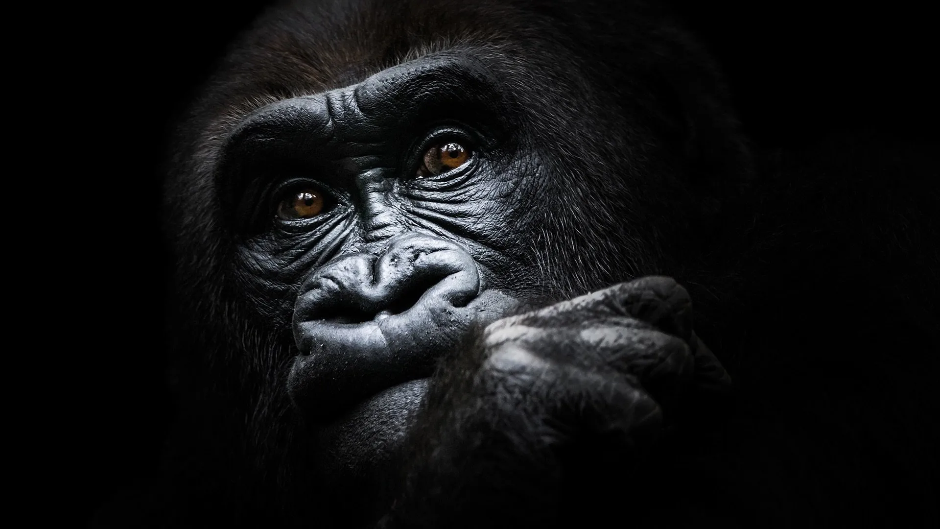 Gorilla Doctors