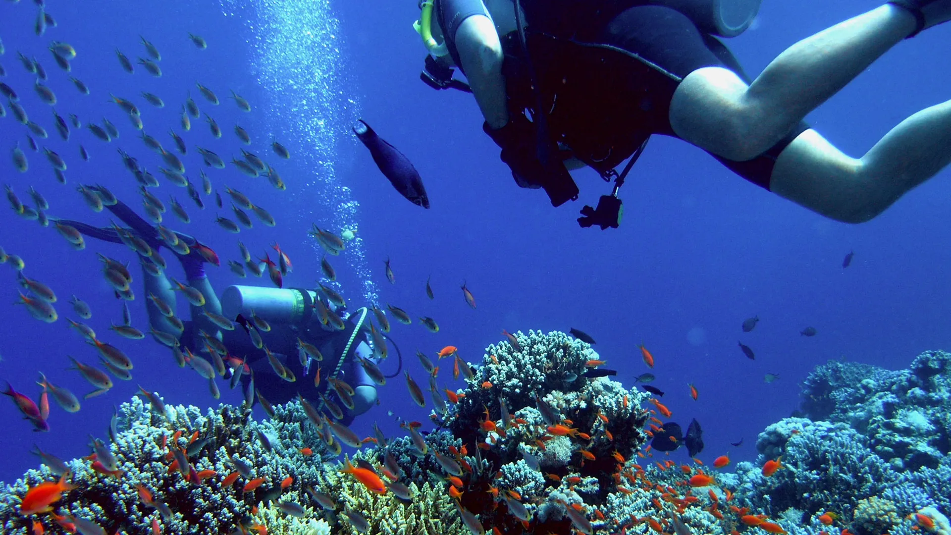 Top Dive Sites