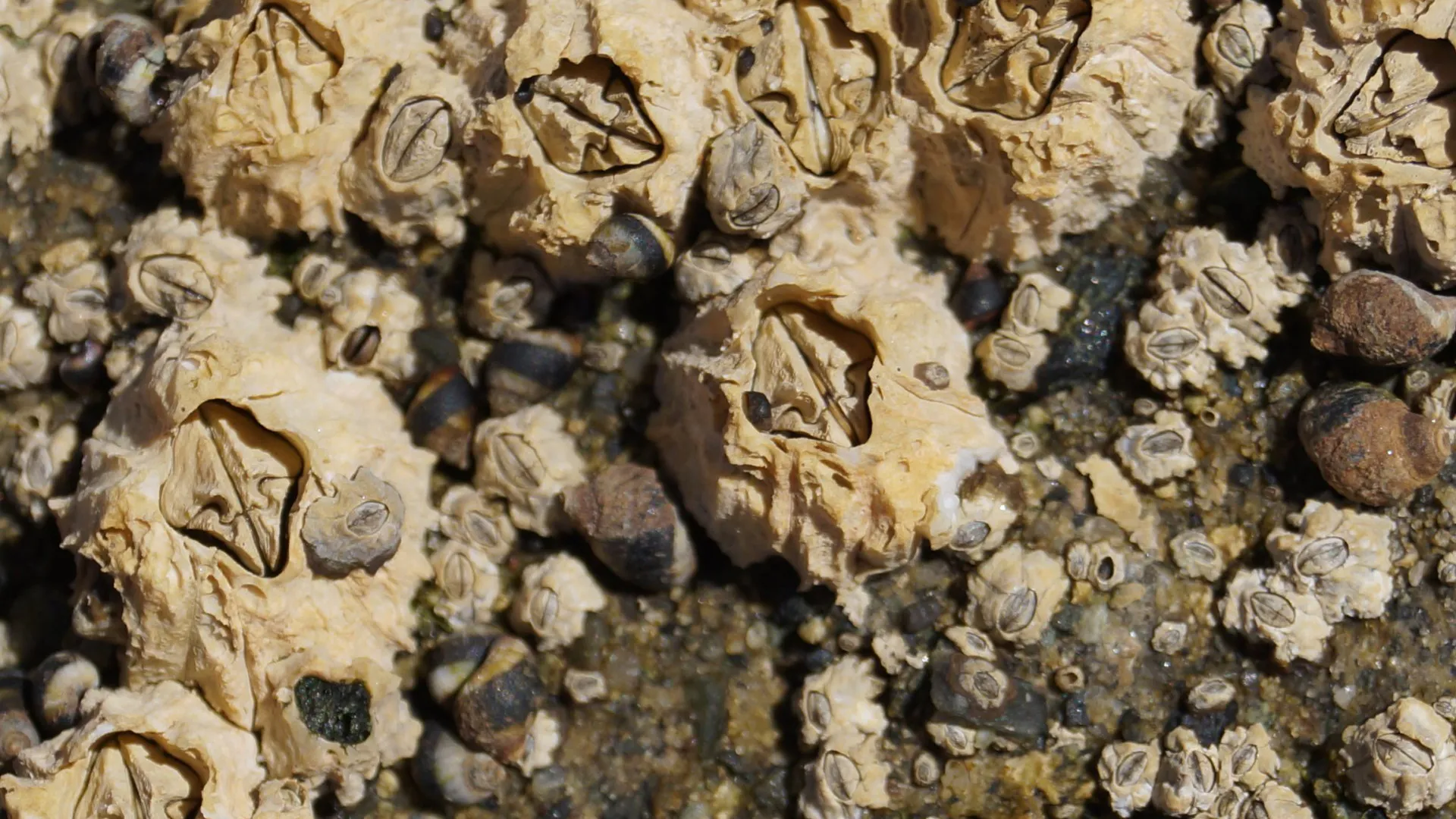 Life In A Tide Pool