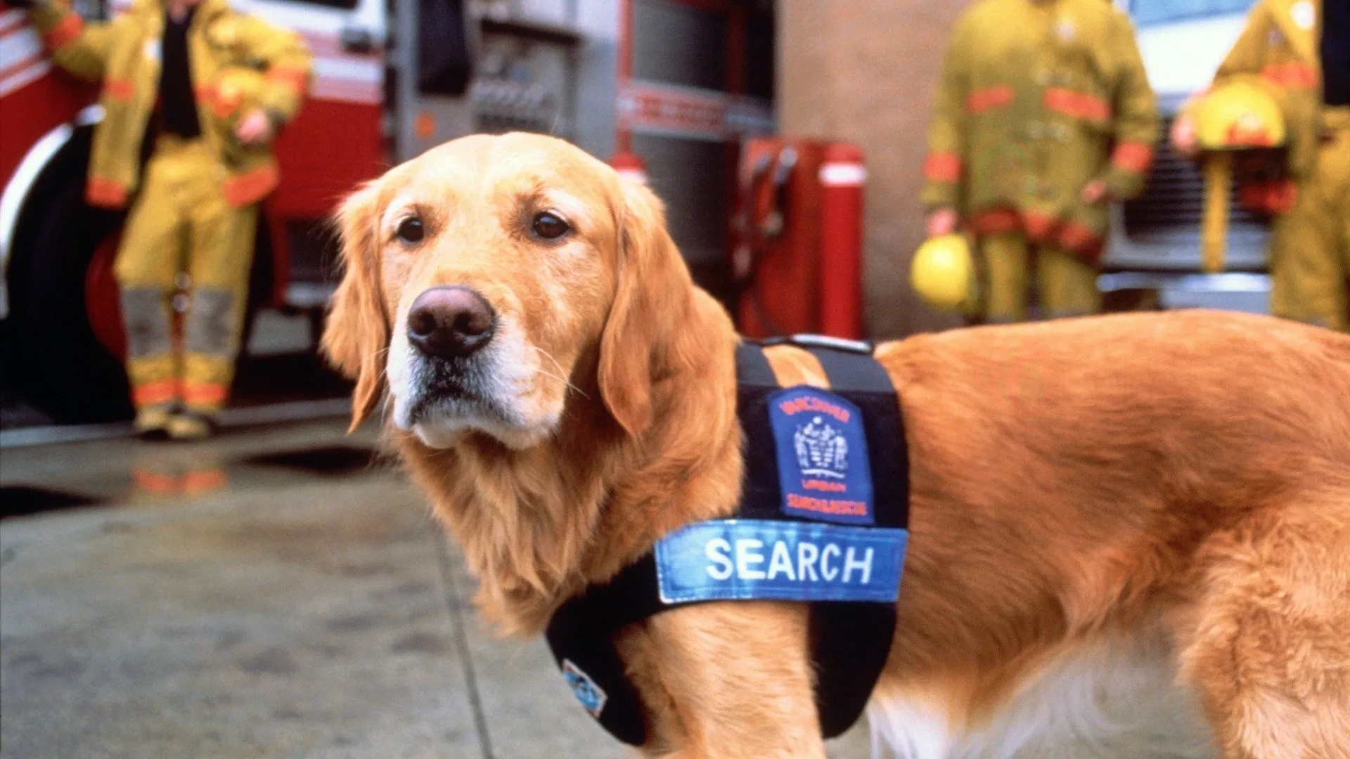 Dogs with Jobs