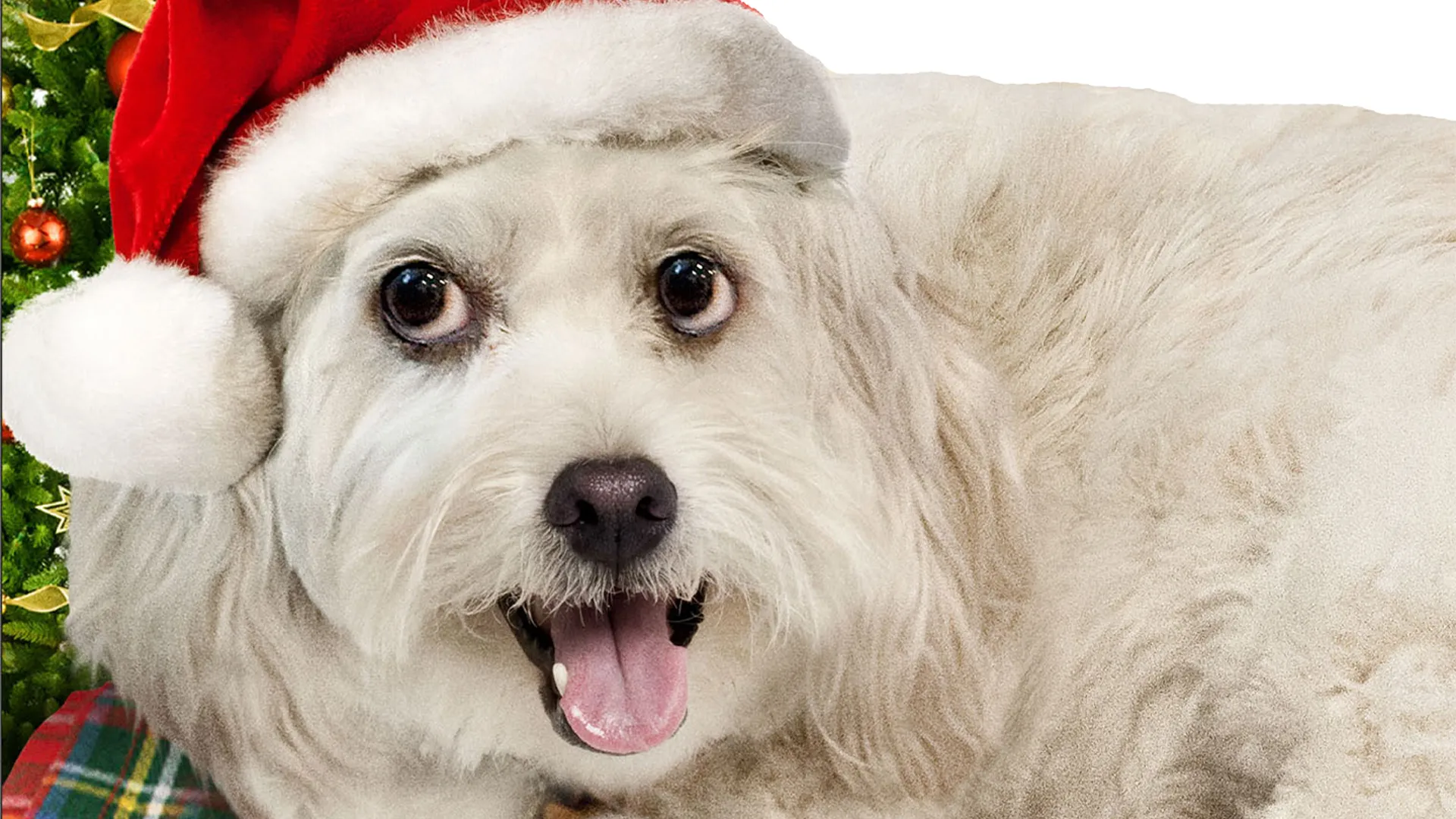 12 Wishes For Christmas