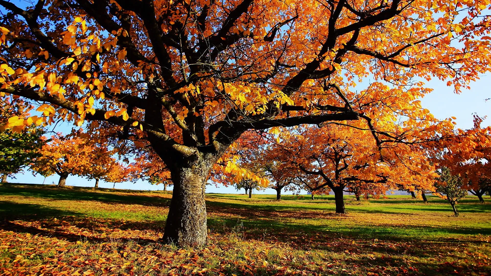 El otoño: Un mundo de colores