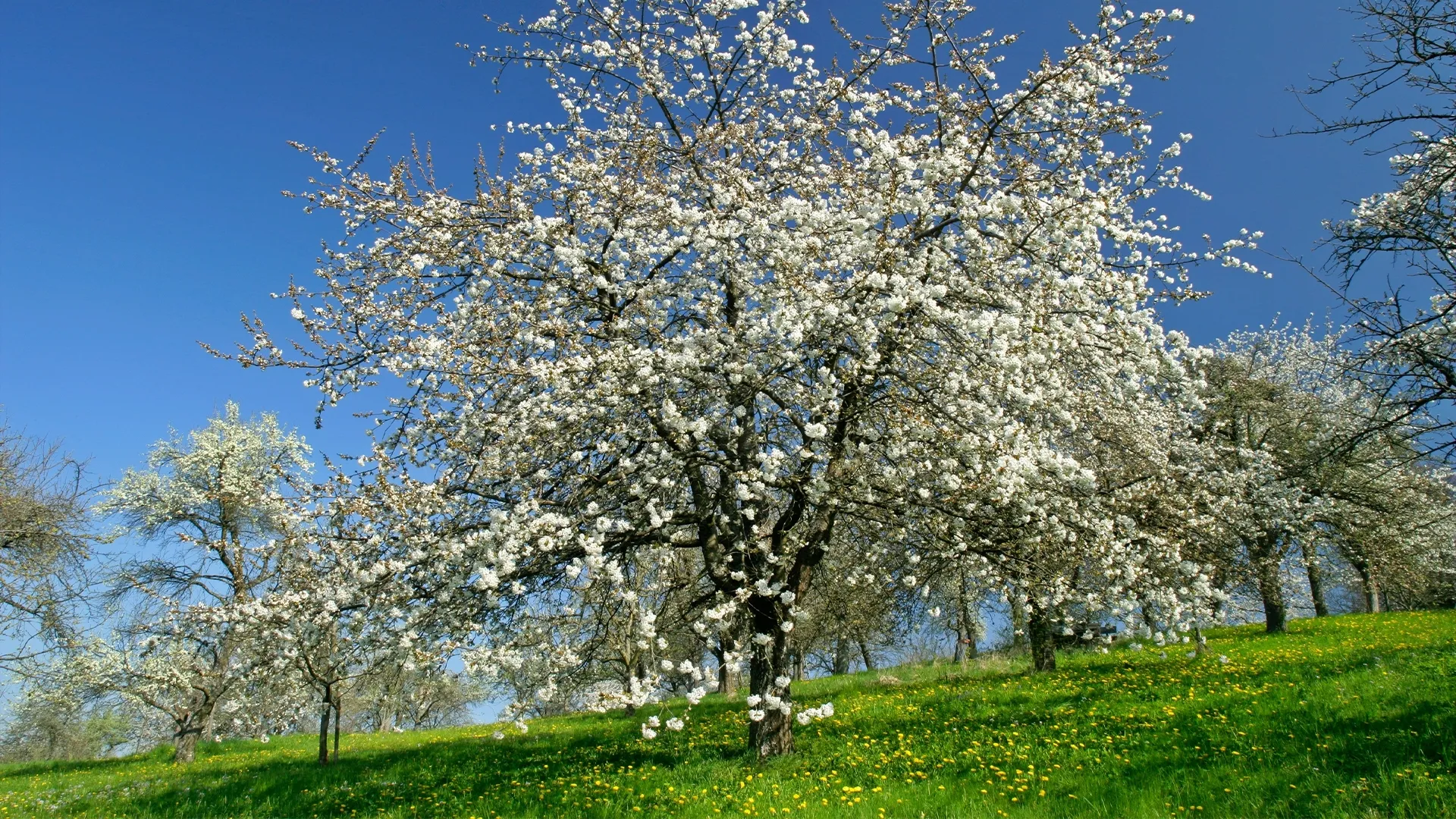 Historias de primavera