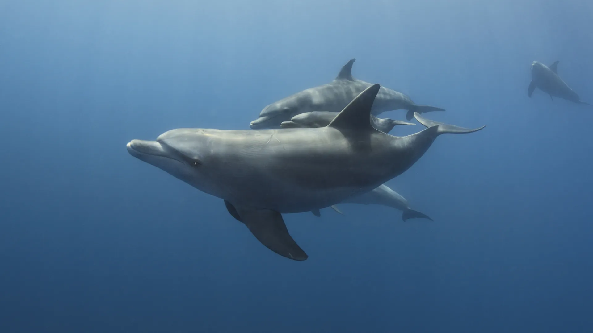 Adopted by Dolphins - Flipper's Family Secrets
