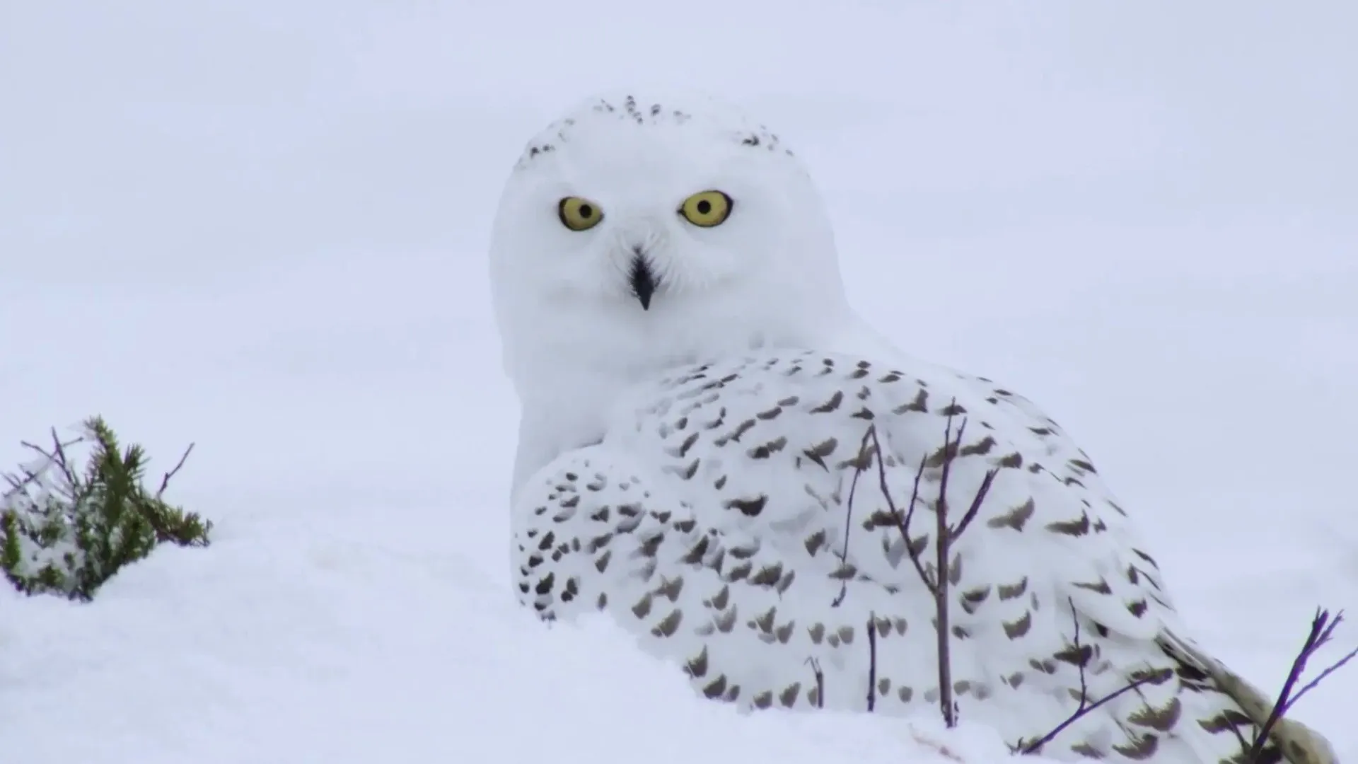 A Winter's Tale - The Journey of the Snowy Owls