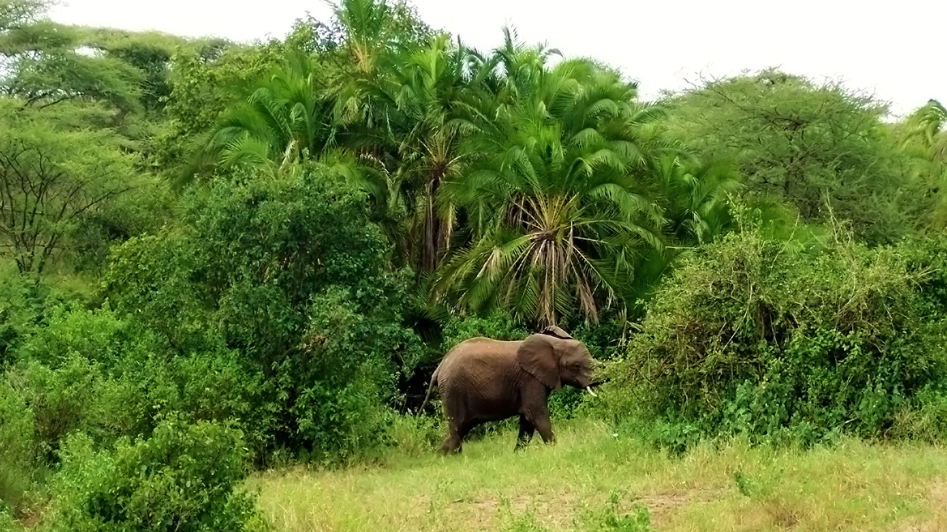 Chilies to the Rescue - Easing the Human-Elephant Conflict