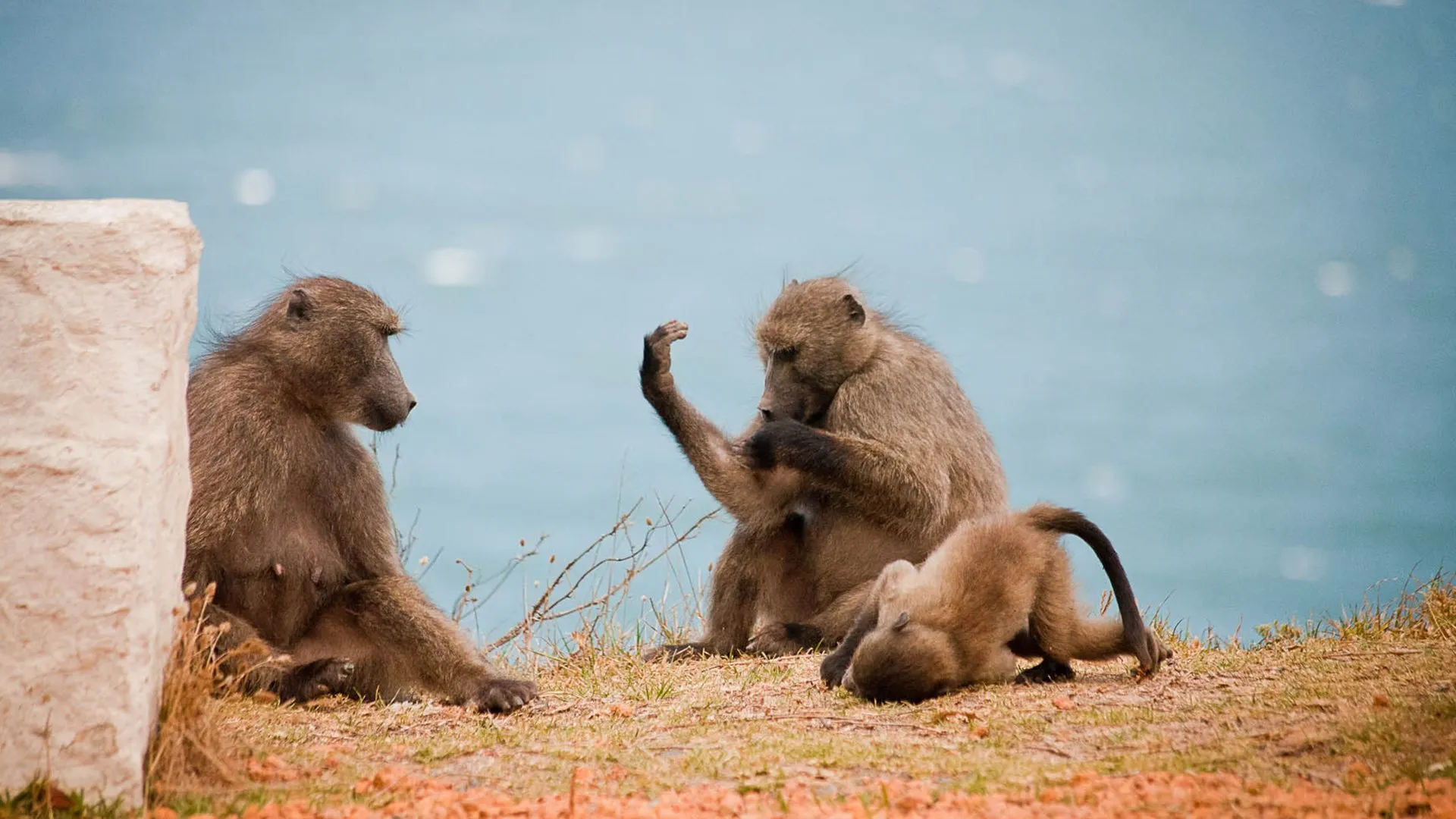 Baboon Bandits - Monkey Alert in South Africa