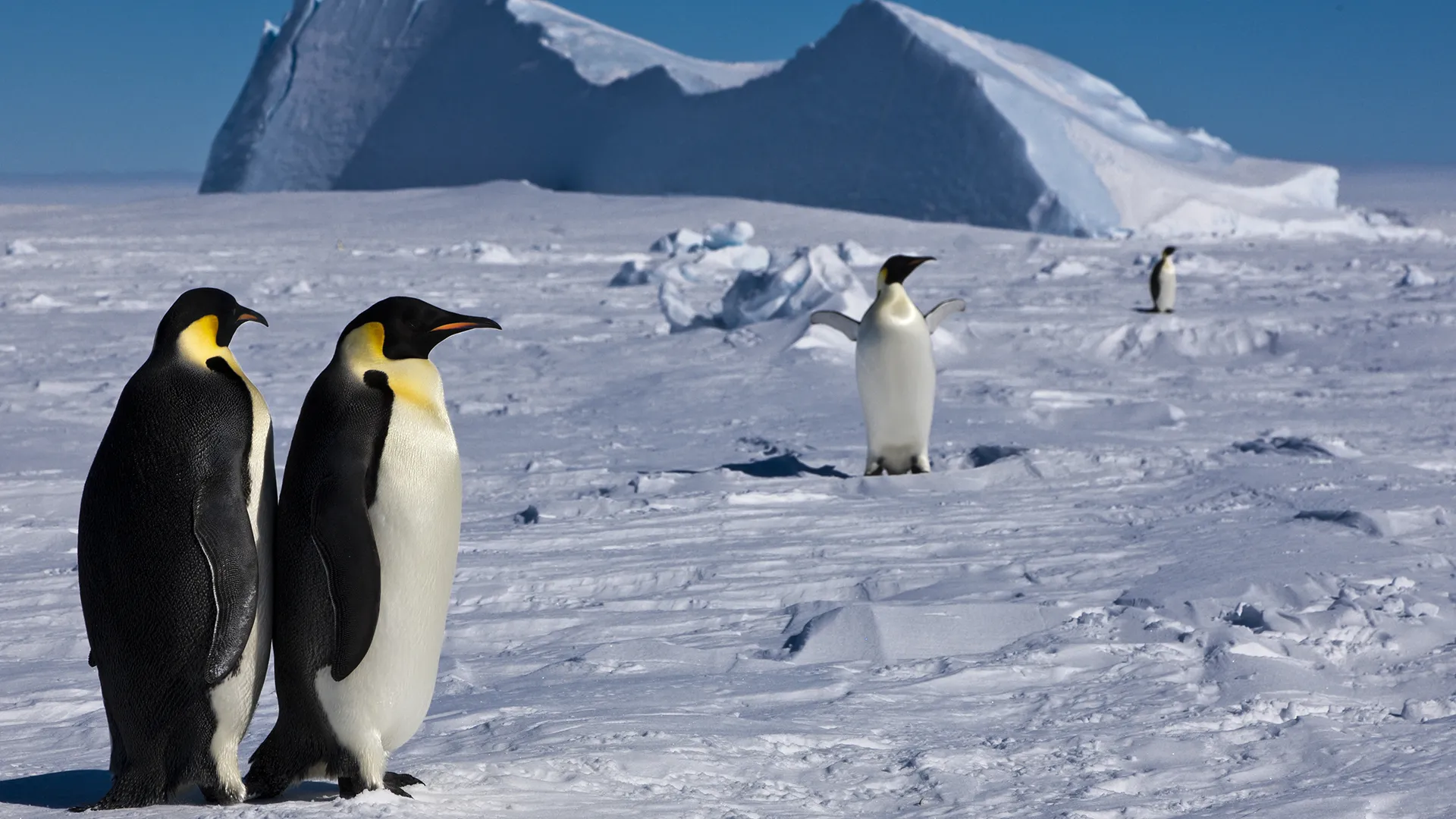 Antarctica - Tales from the Underground