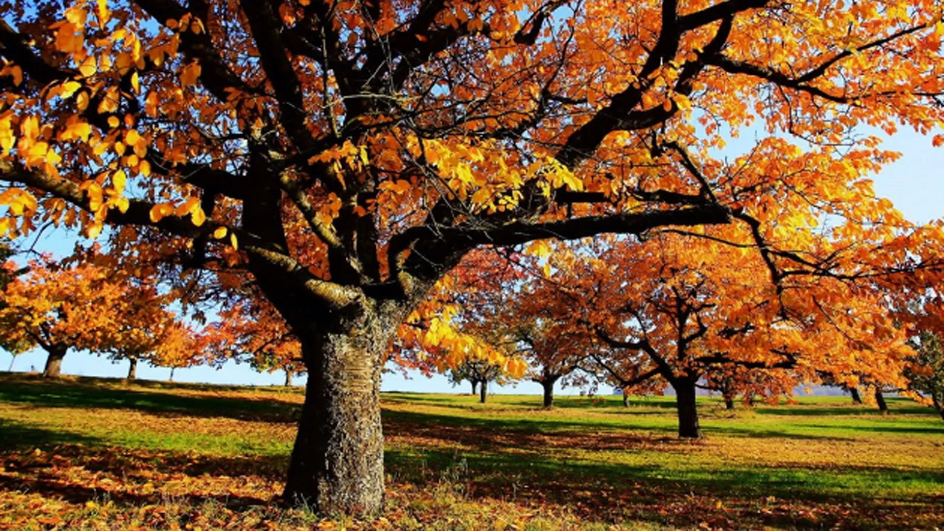 Autumn - World of Colours