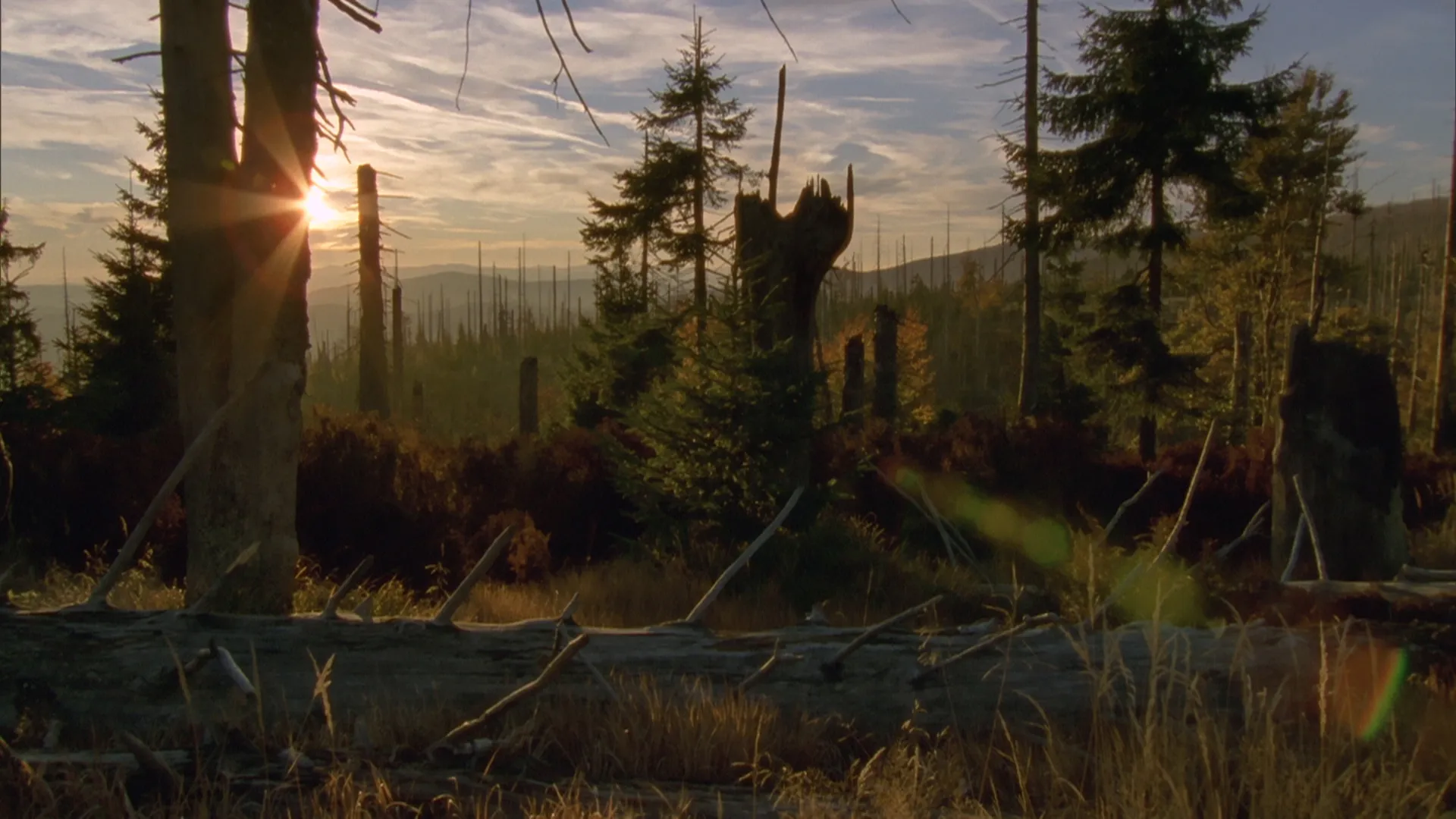 Bavarian Forest - Deep, Dark and Enchanted