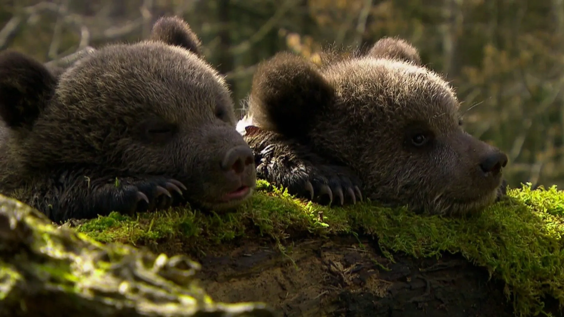 Beary Tales
