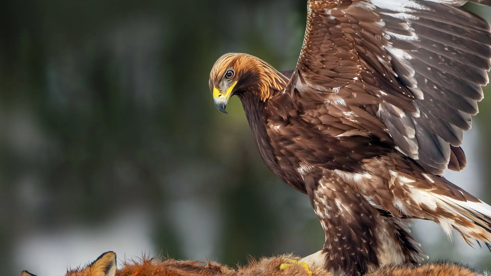 Hunters of the Skies