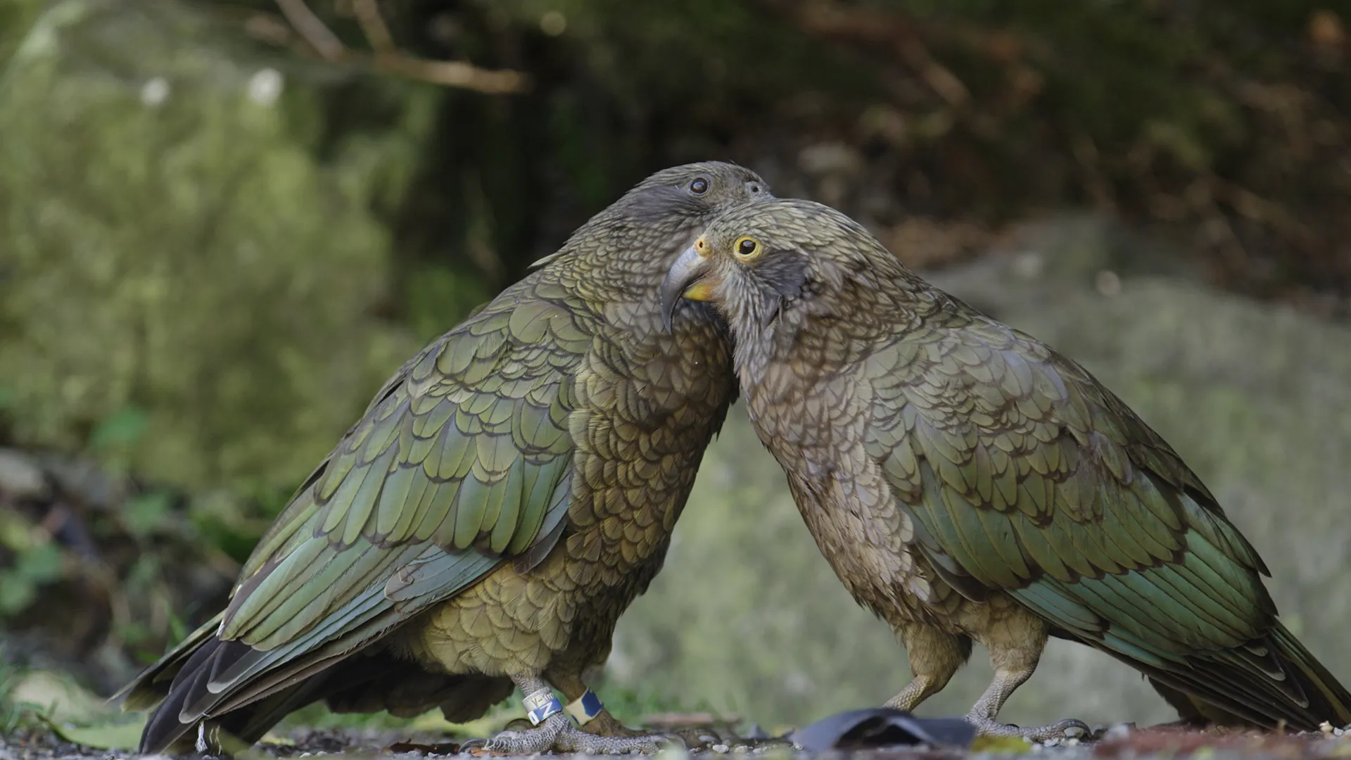 Keas - New Zealand's Witty Daredevils